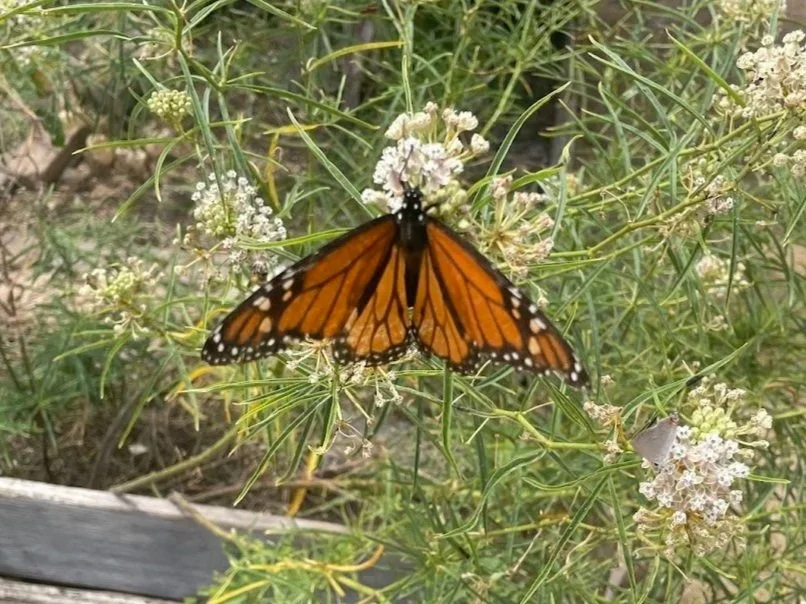 Celebrating Pollinator Month: Small Changes, Big Impact