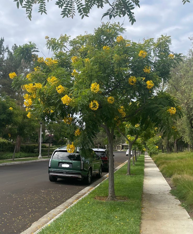 Southern California Plant Spotlight #1: Gold Medallion Tree (Cassia leptophylla)