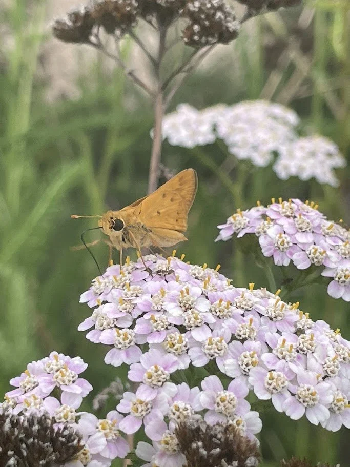 Southern California Plant Spotlight #2: Common Yarrow (Achillea millefolium)