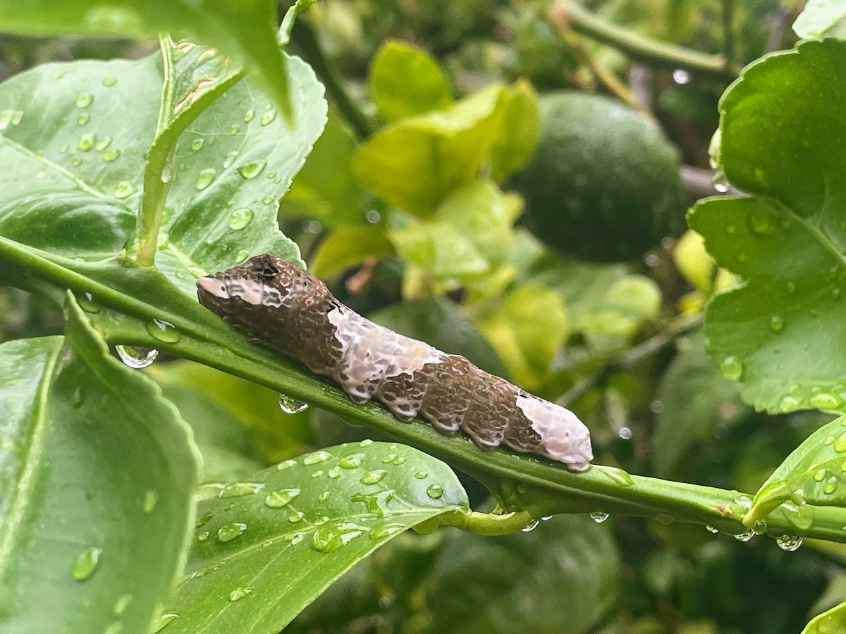 Who Pooped on My Lemon Tree? Meet the Swallowtail Caterpillar