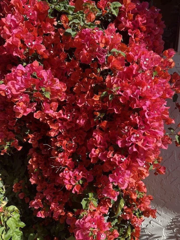 Close up of a bougainvillea