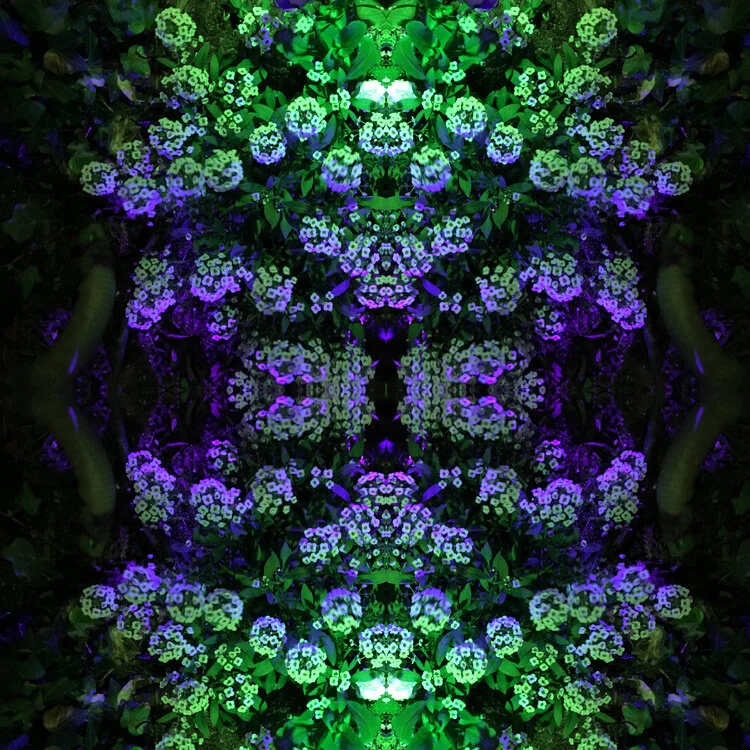 NEON_FLOWERS.jpg