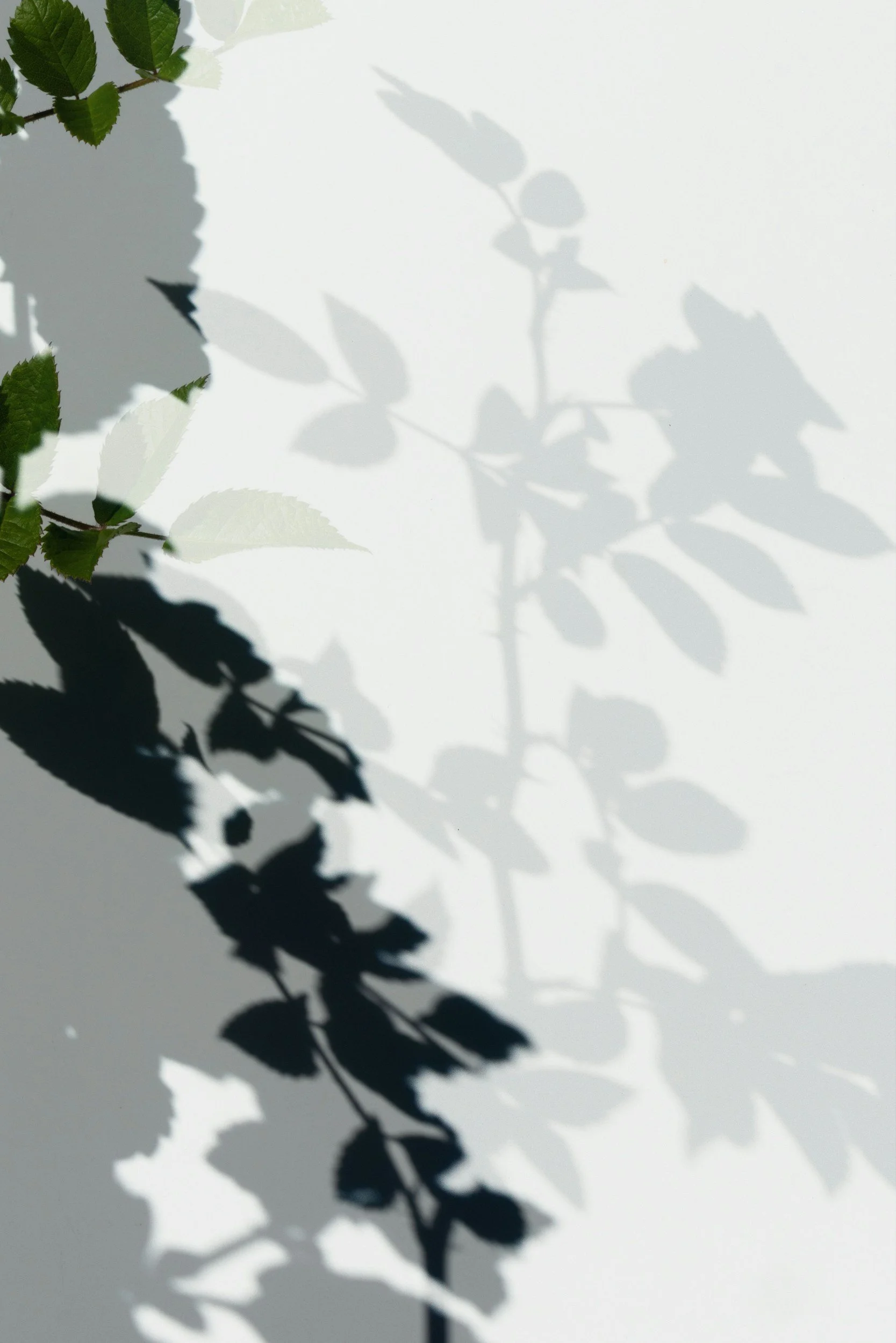 Eunoia Wellness Counseling