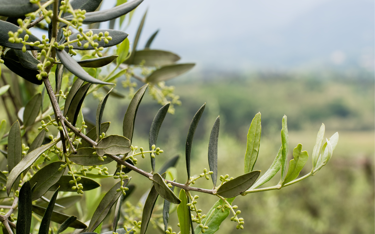 Eunoia Wellness Counseling