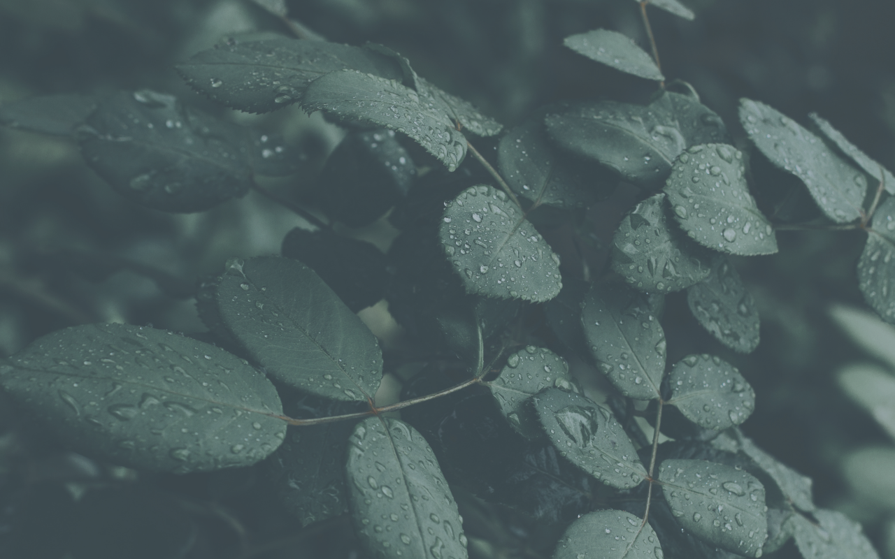 Eunoia Wellness Counseling