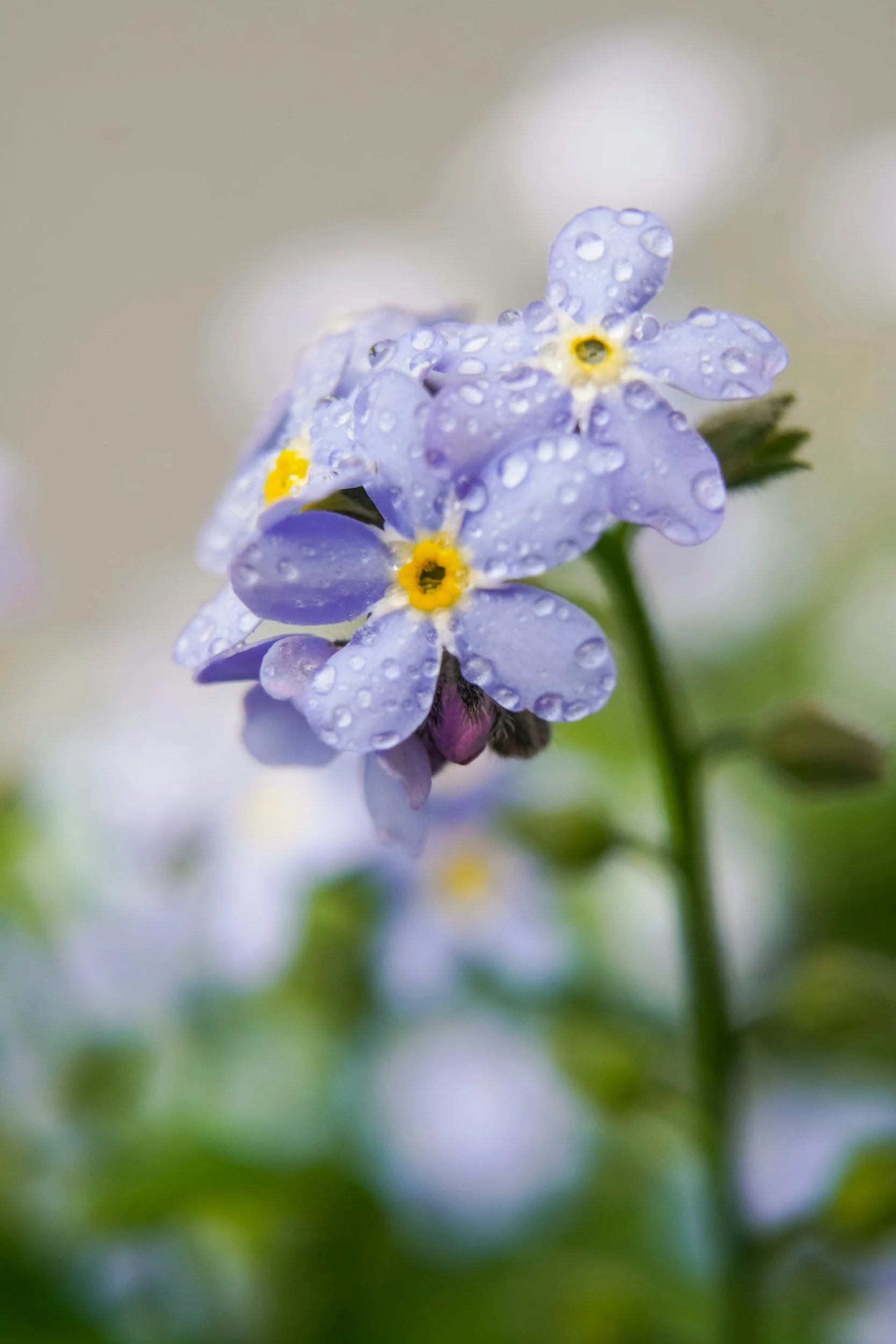 Forget-me-not flowers symbolizing remembrance and healing through grief counseling