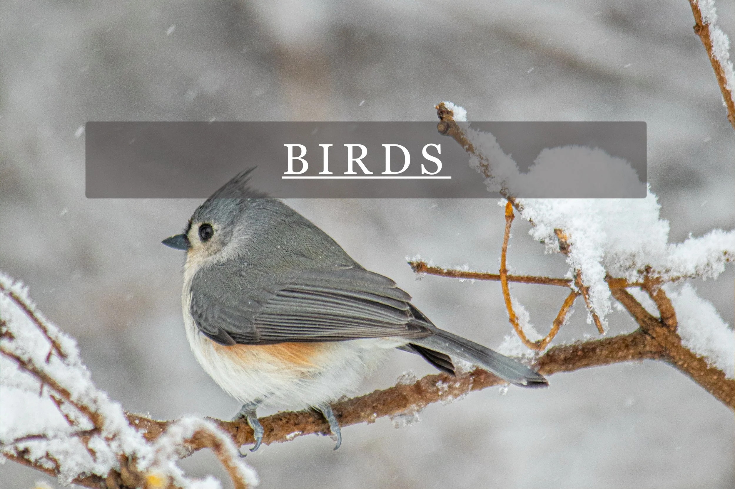 A small bird with gray and white feathers perched on a snow-covered branch, with the word 'BIRDS' overlaid in the center.