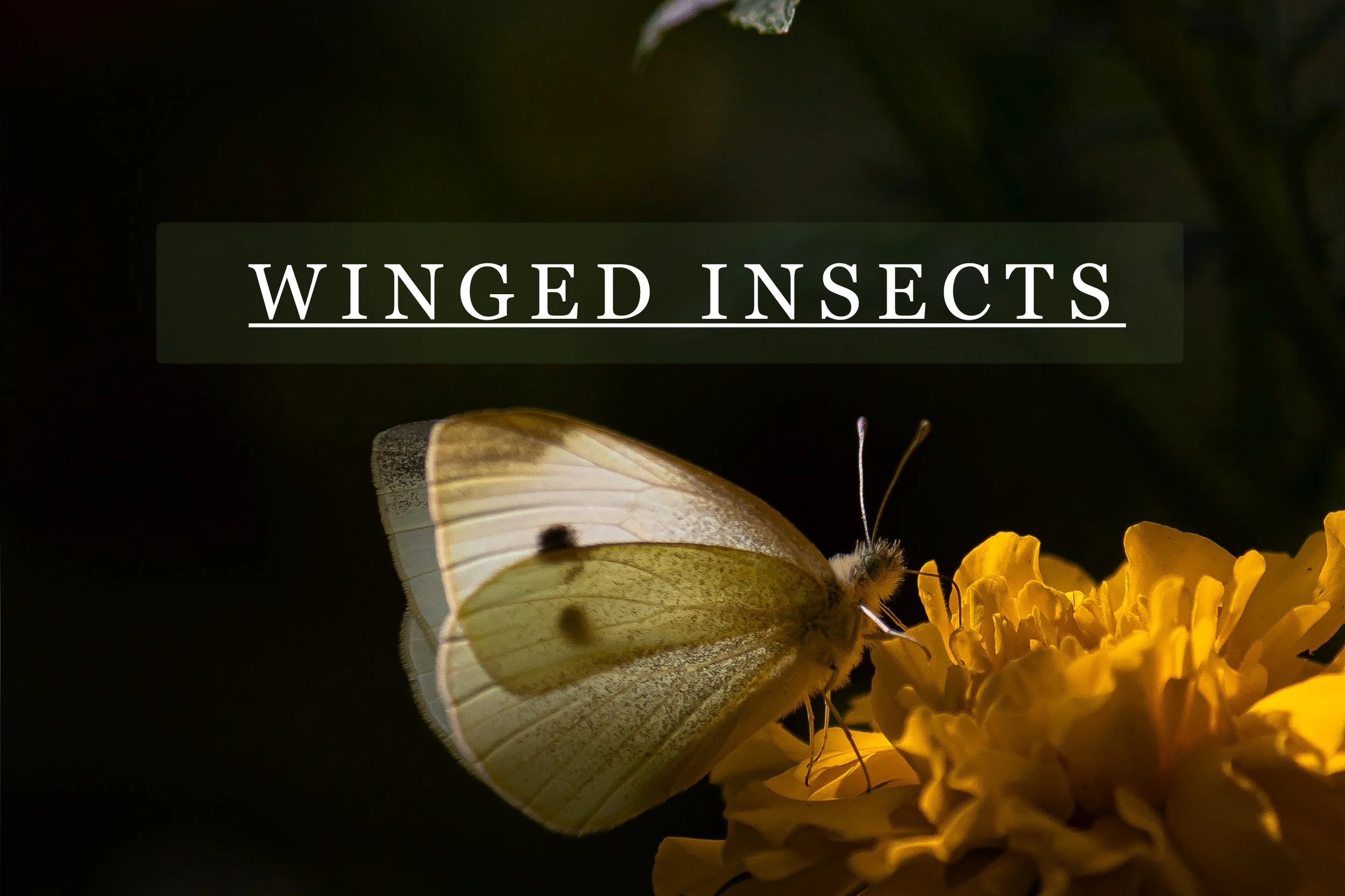 Close-up of a white butterfly with yellow markings on a yellow flower, with the word 'WINGED INSECTS' overlaid.