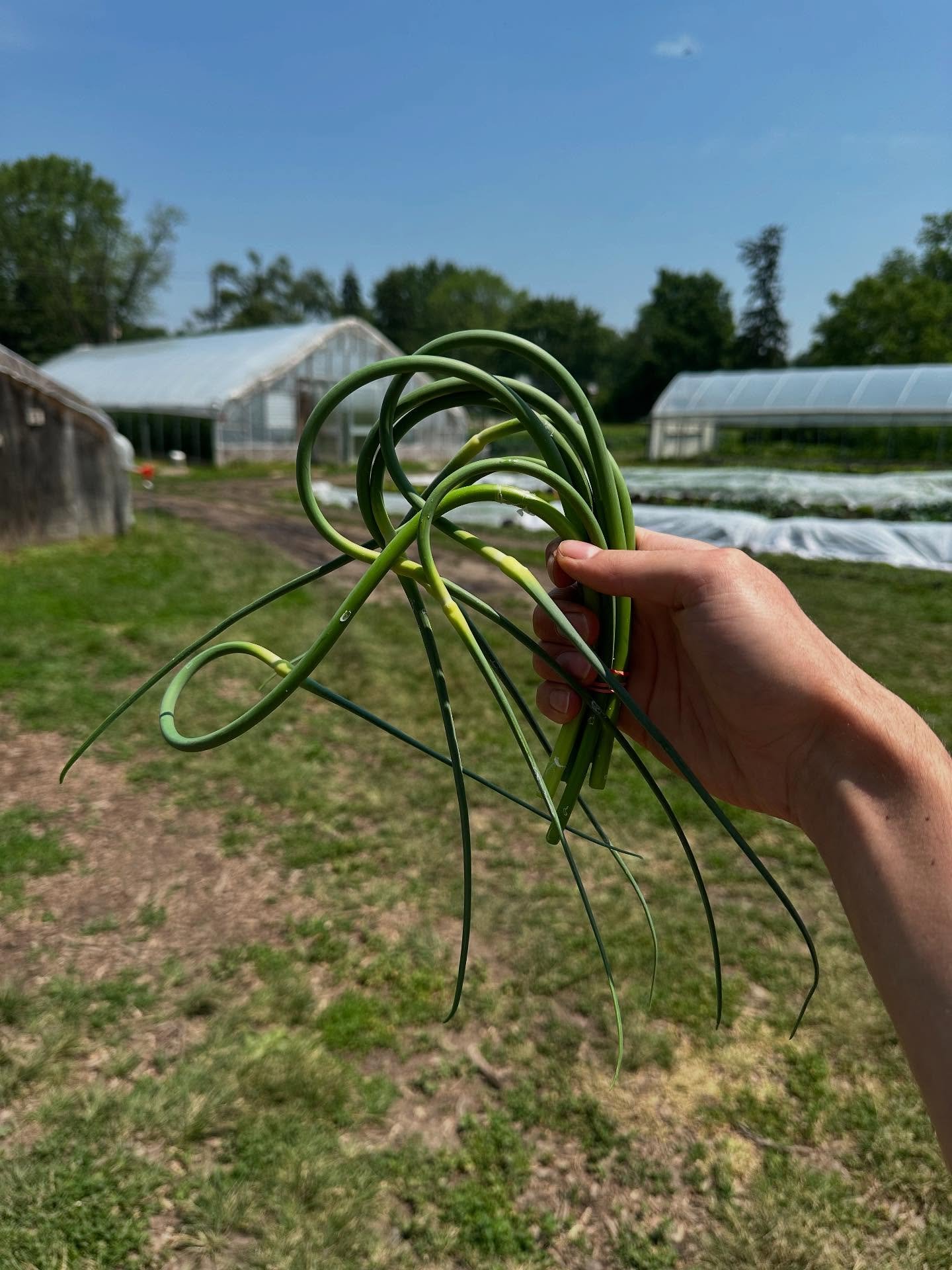 Farmstand is open 9am - 3pm this Saturday and Sunday! 

We have lots of great produce available including garlic scapes 🧄, cherry tomatoes 🍅 , carrots 🥕 , cucumbers 🥒 , green tomatoes and so much more! 

Reminder that we are also open Tuesday and