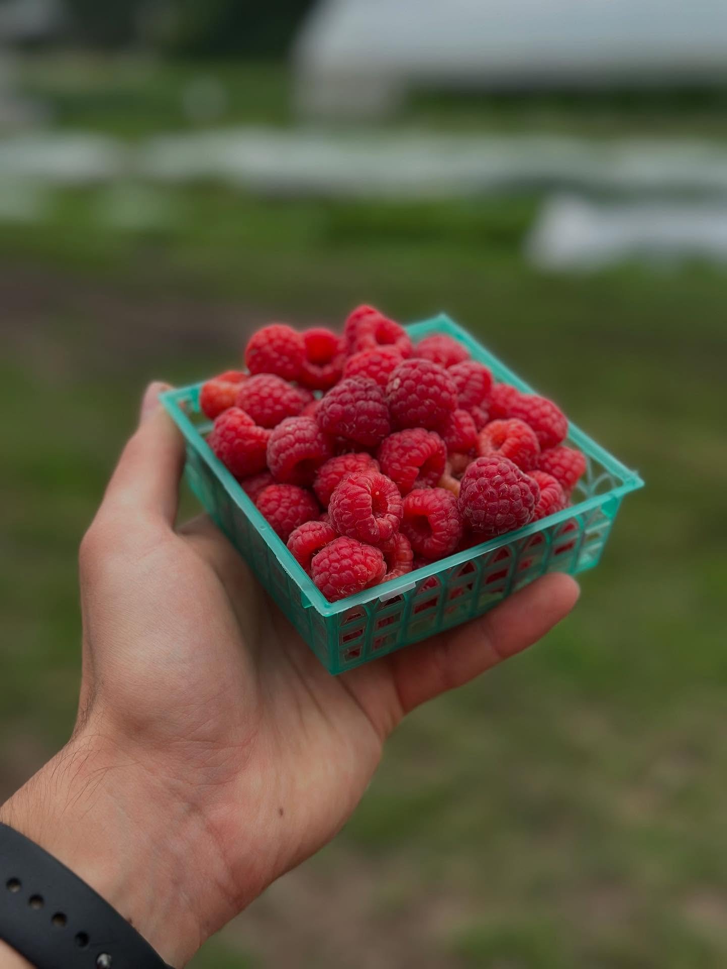 We have some new items entering farmstand today! Raspberries, spring onions, and summer squash are all available! And strawberries 🍓 will be back tomorrow 😎 We&rsquo;re open 9am-3pm on weekends and 10am-5pm Tuesday and Thursday.

Raspberries will s