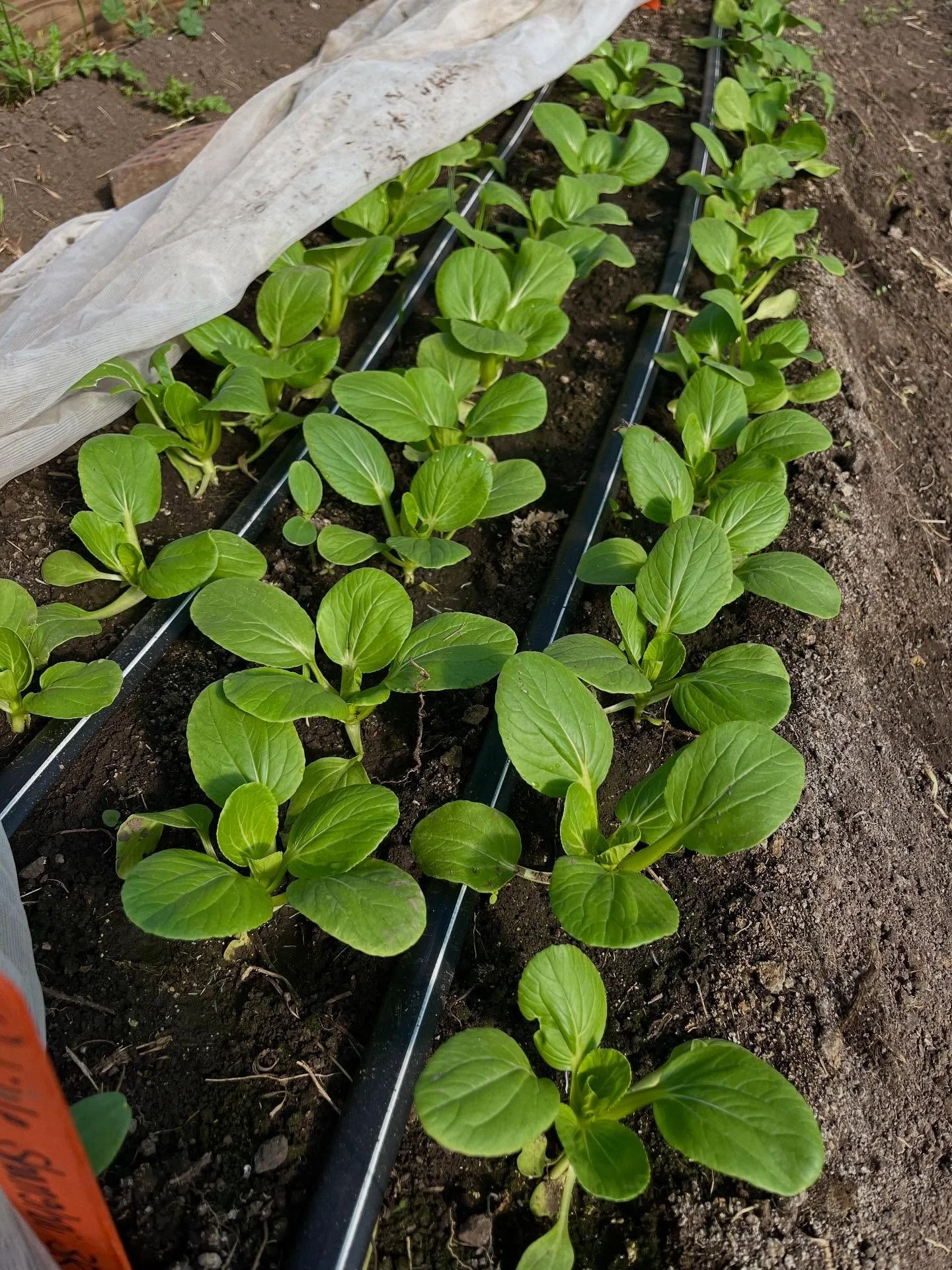 we have SO many autumn greens available right now, and more growing! most of the greens that we produce thrive in mild/cooler weather, they&rsquo;ll take a break during the summer heat and return in the fall when temperatures are less extreme. we hav