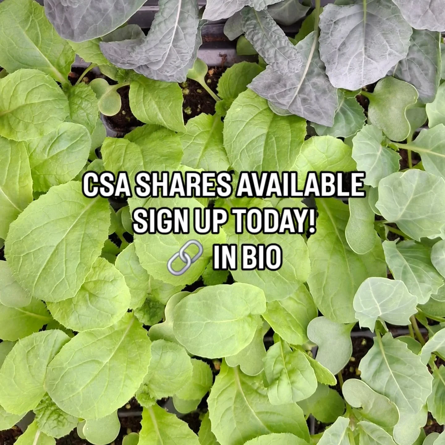 Peas join our SPRING CSA for un-beet-able fresh veggies! 🫛 🥬 🫜 

🚜 Our spring shares are officially open, bringing the best of the season&mdash;from crisp greens to the sweetest early harvests&mdash;straight to your table.

🔗 Link in bio to sign