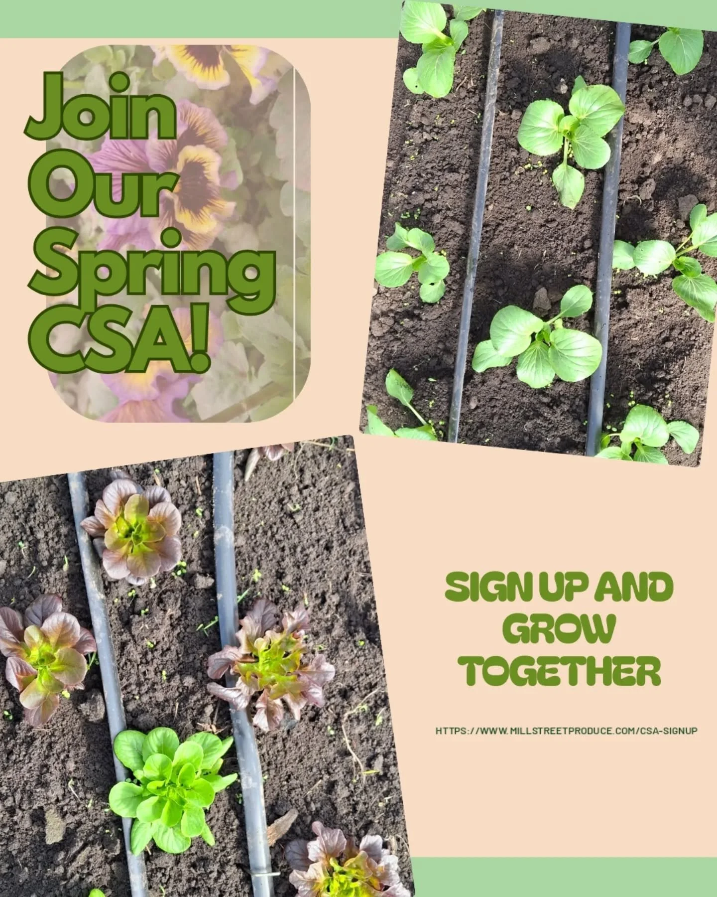 Spring is calling on this snowy day! 🌸 
Our Spring CSA spots are filling up fast&mdash;don't miss out on your weekly dose of fresh, local goodness. 

Tap the link in our bio to grab one of the limited spaces left!
🔗https://www.millstreetproduce.com