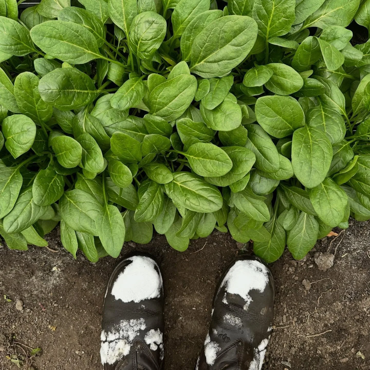 The farm might look like a winter wonderland ⛄️ but inside the tunnels, our greens are thriving! We have plenty of greens 🥬 and root veggies 🥕 available for pickup through our online store! 

We also have eggs 🍳 honey🍯 and plenty of cottage food 
