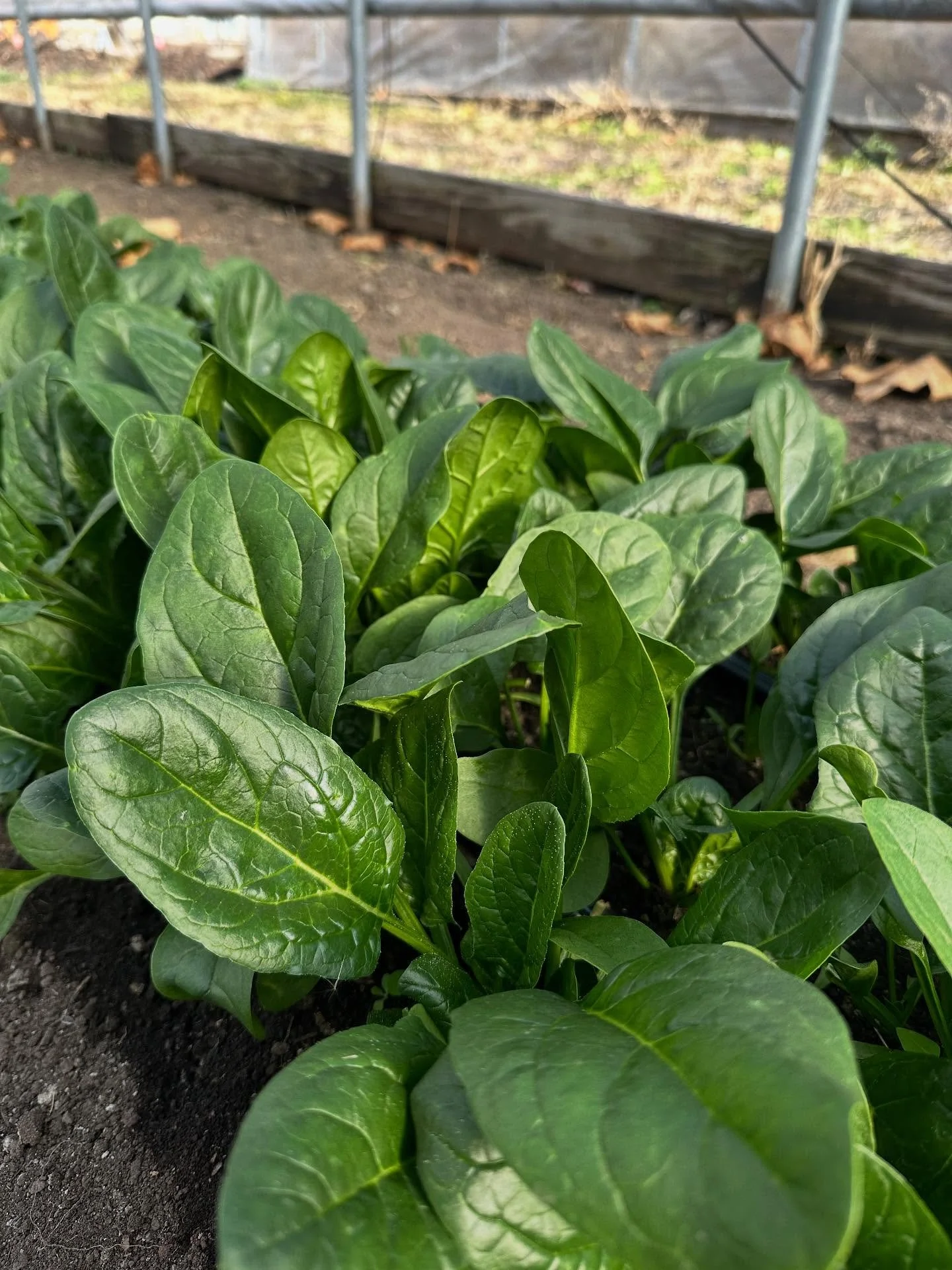 We are now offering sample CSA bags for the next couple weeks! If you missed our Winter CSA sign up or didn&rsquo;t want to commit to the entire program, now&rsquo;s your chance! You&rsquo;ll receive a bag of produce with some leafy greens 🥬 , root 