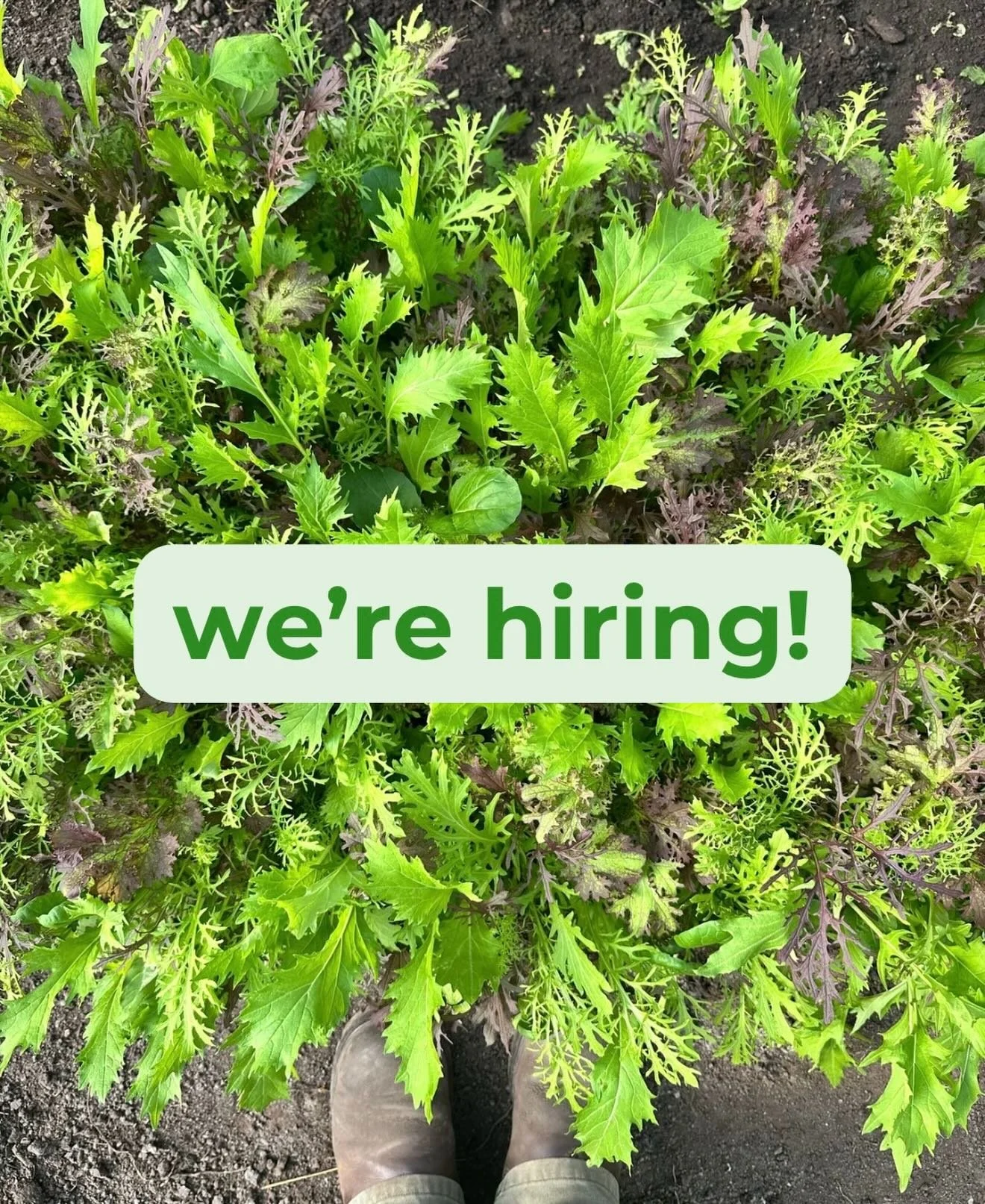 We&rsquo;re hiring for our 2026 growing season! We&rsquo;re looking for a full-time Assistant Farm Manager to help lead our crew. We&rsquo;re also hiring full-time and part-time crew members. Apply on our website!

www.millstreetproduce.com
