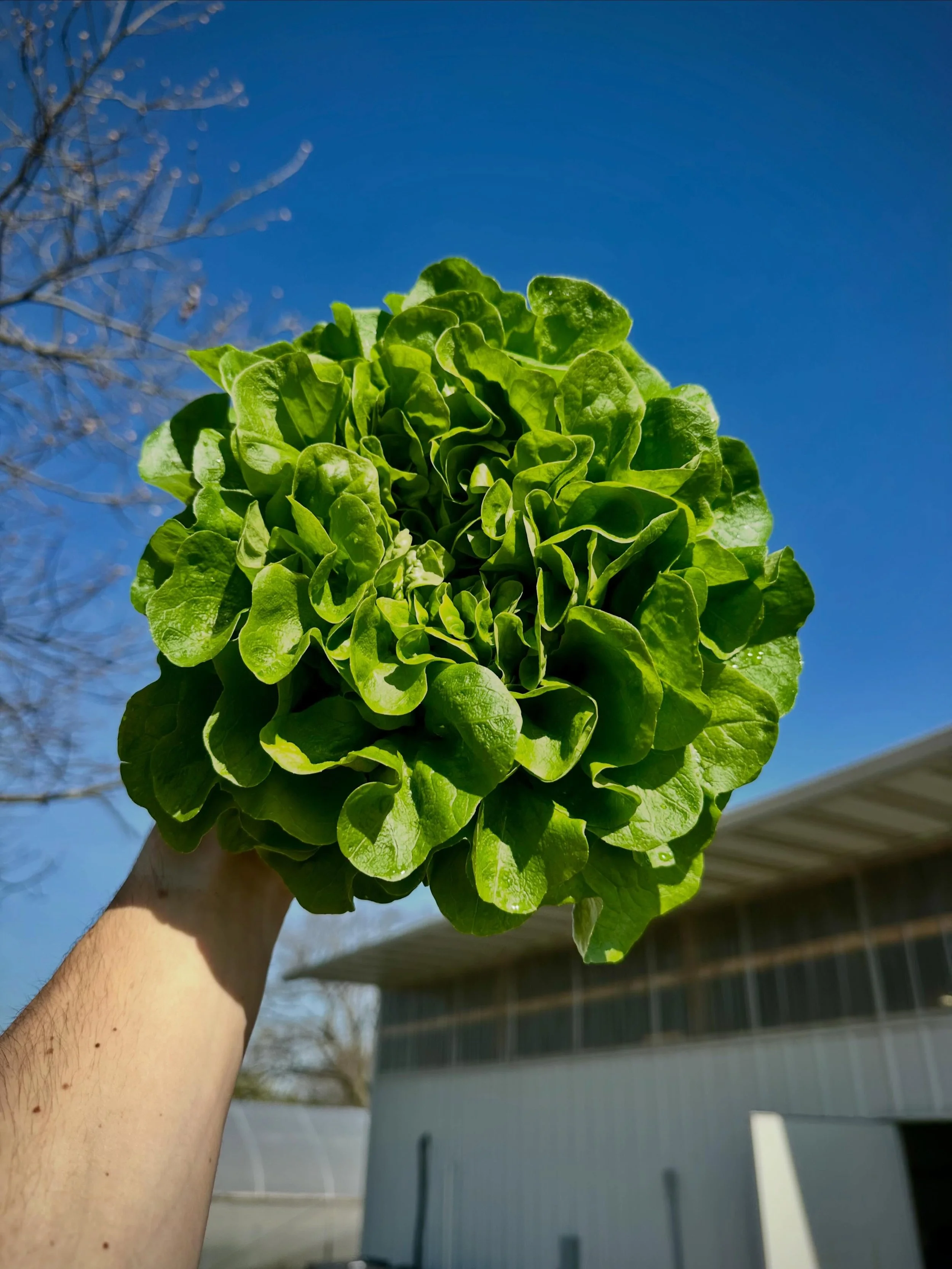 We&rsquo;re open! Today&rsquo;s the start to a season full of nutritious veggies, delicious baked goods, beautiful flowers, and more! We&rsquo;re open 9am to 4pm today and our hours in May will be:

Sunday:  9am - 4pm
Monday:  closed
Tuesday:  10am -