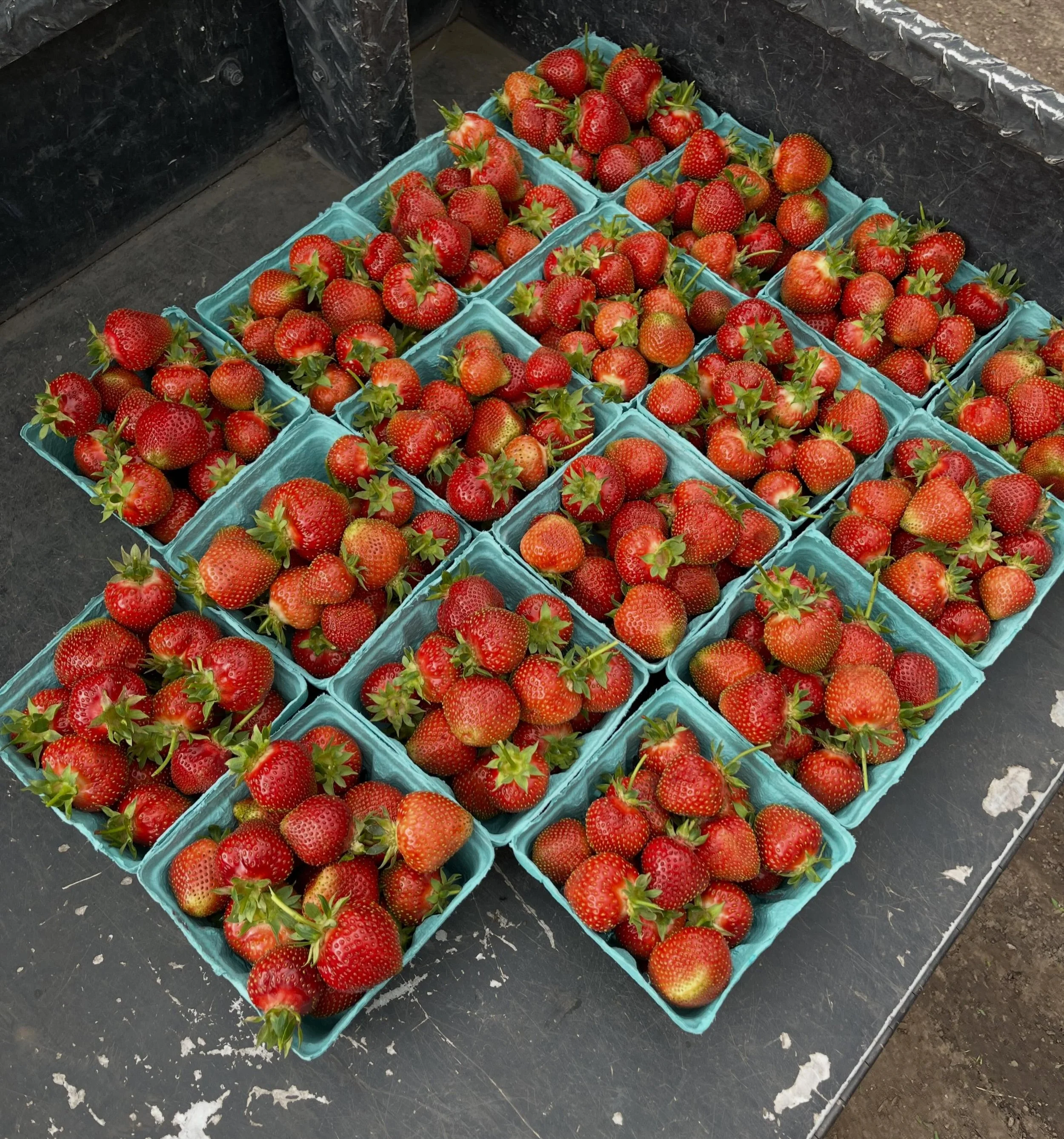 we have STRAWBERRIES!🍓 there&rsquo;s really few things better than local, sun ripened berries. these are definitely a high-demand item, so if you have your heart set on getting a quart, (or 2&hellip;) make sure to get here early! we are open from 10