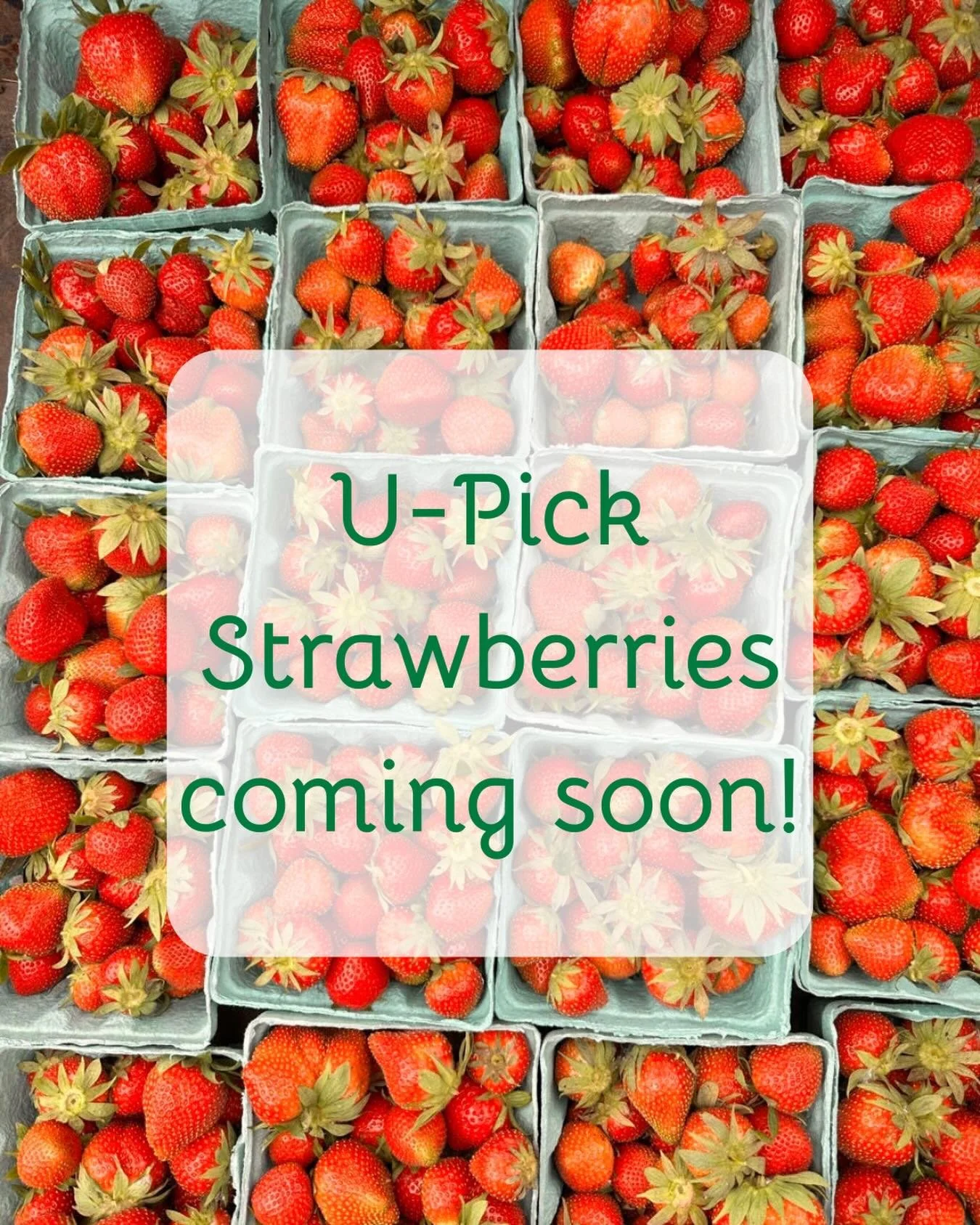 U-Pick Strawberries 🍓 are starting tomorrow! We will have limited U-Pick Strawberry slots available over the next few weeks of the strawberry season.

Visit our website www.millstreetproduce.com for more information, to complete our interest form, a