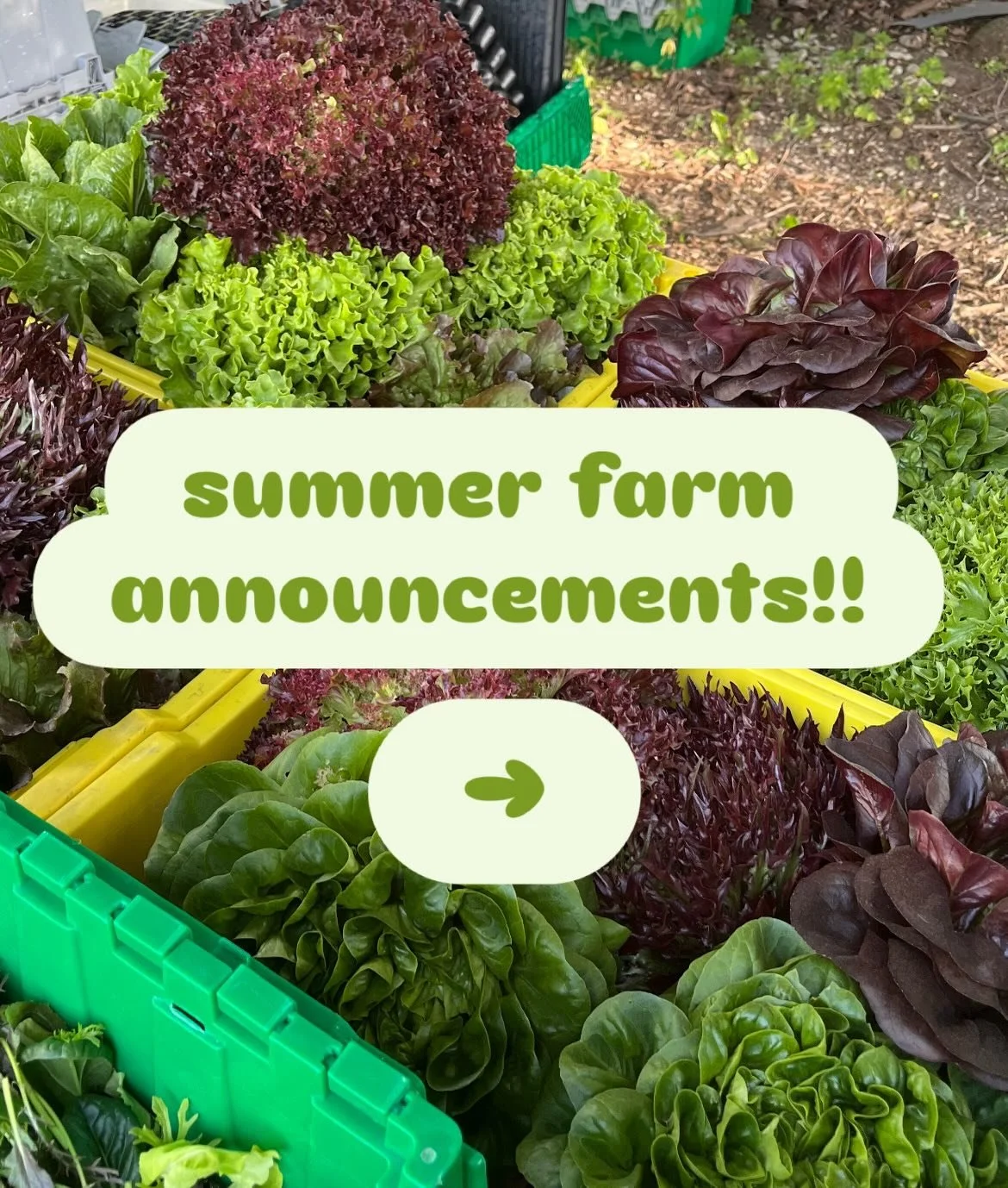 now open six days a week!! also&hellip; all plant sale items are half off starting now until sold out! see you soon:)