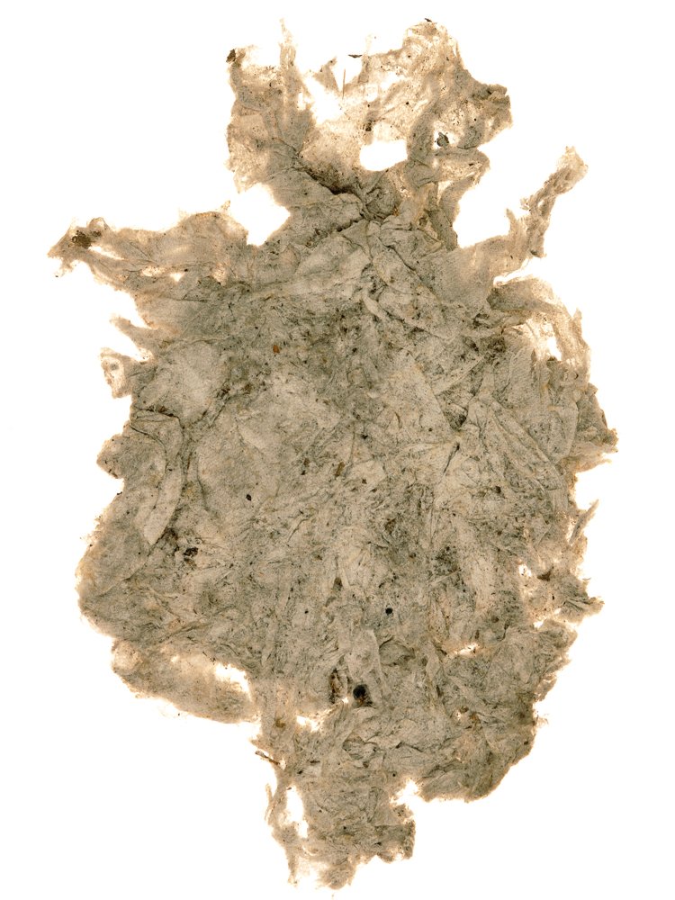 Litter025.jpg