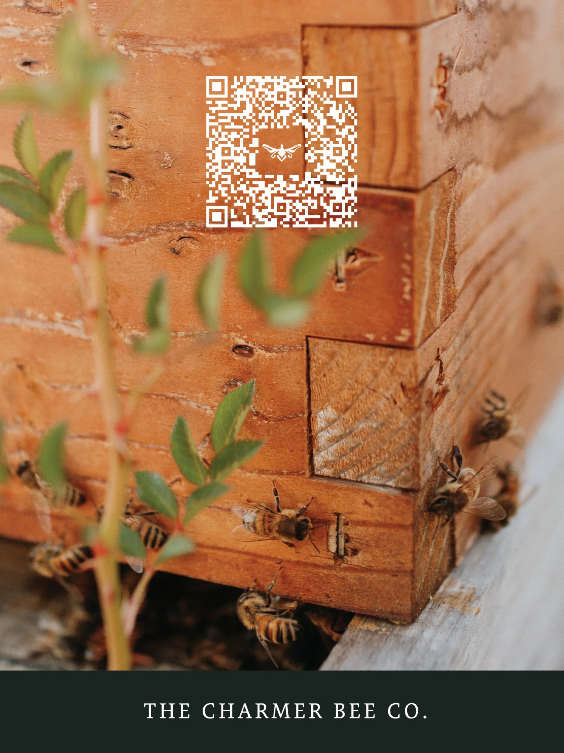 catalog-24.jpg