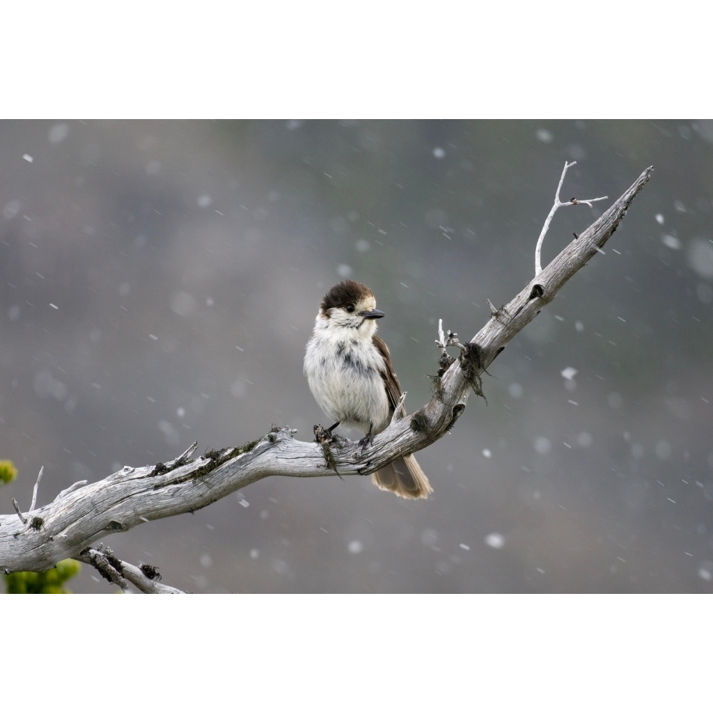 GrayJay