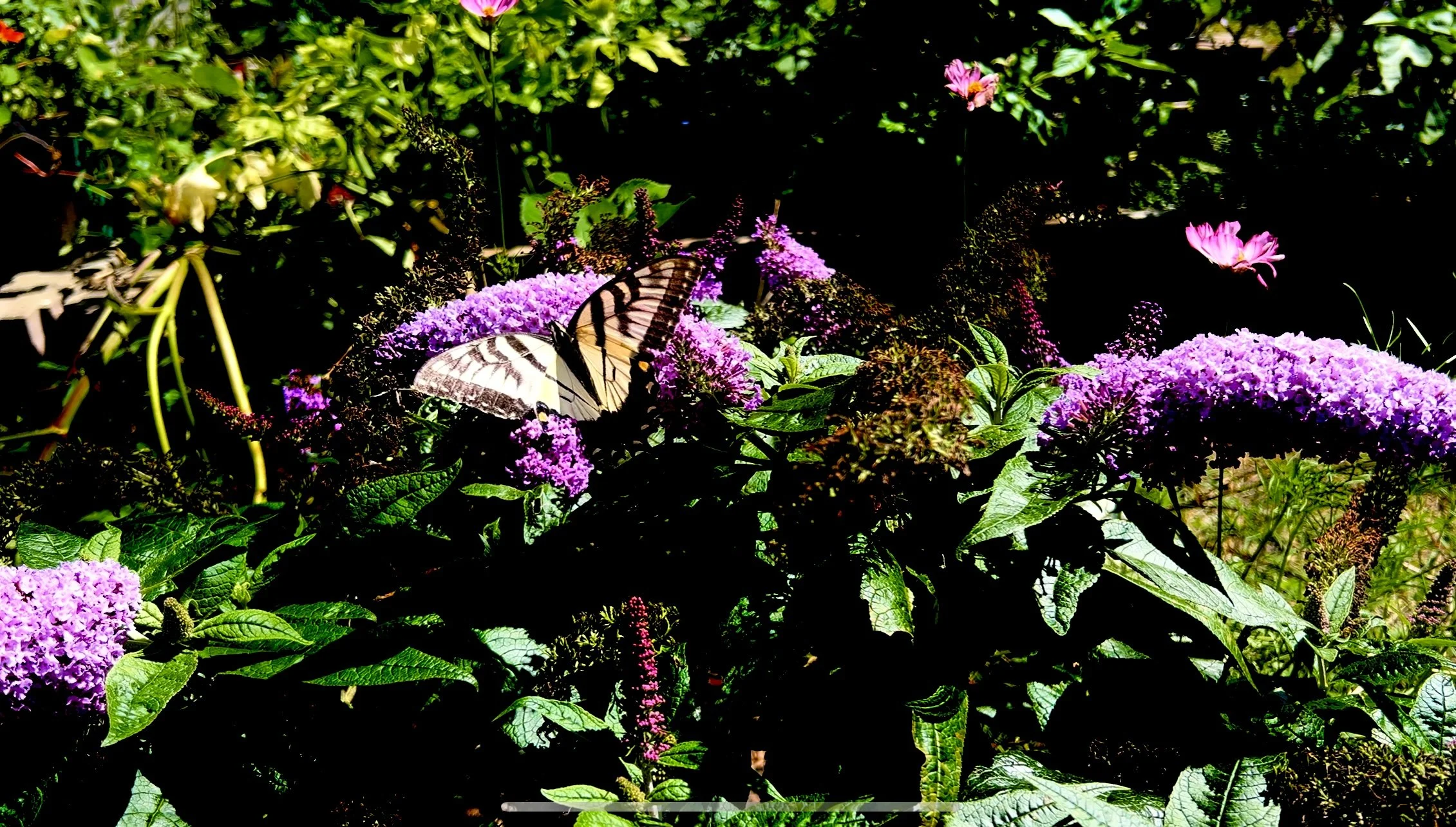 Rooted in Serenity Behavioral Health | Psychiatric Medication Management | Connecticut