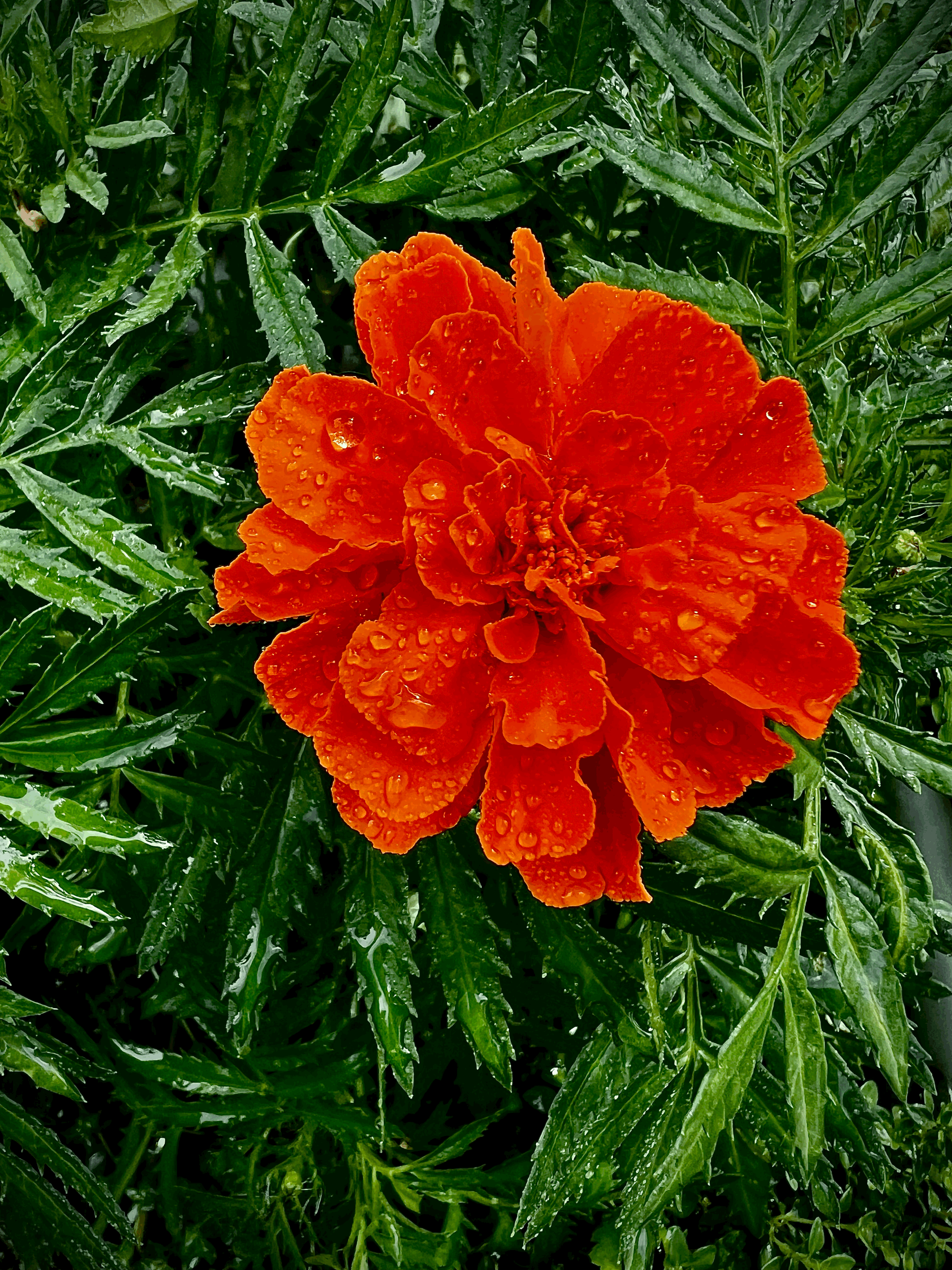 Tannia-Salazar-photography-marigold.gif