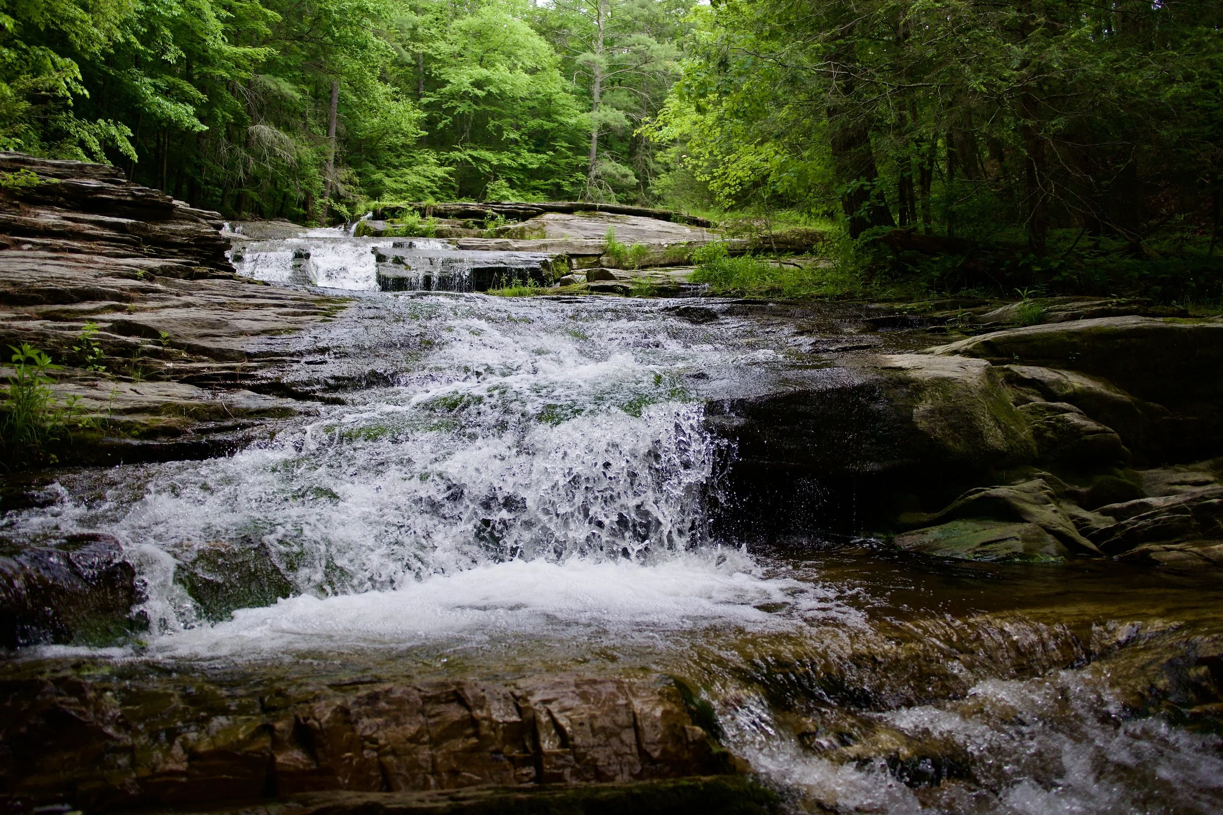 A forest stream flowing over rocks surrounded by green trees.