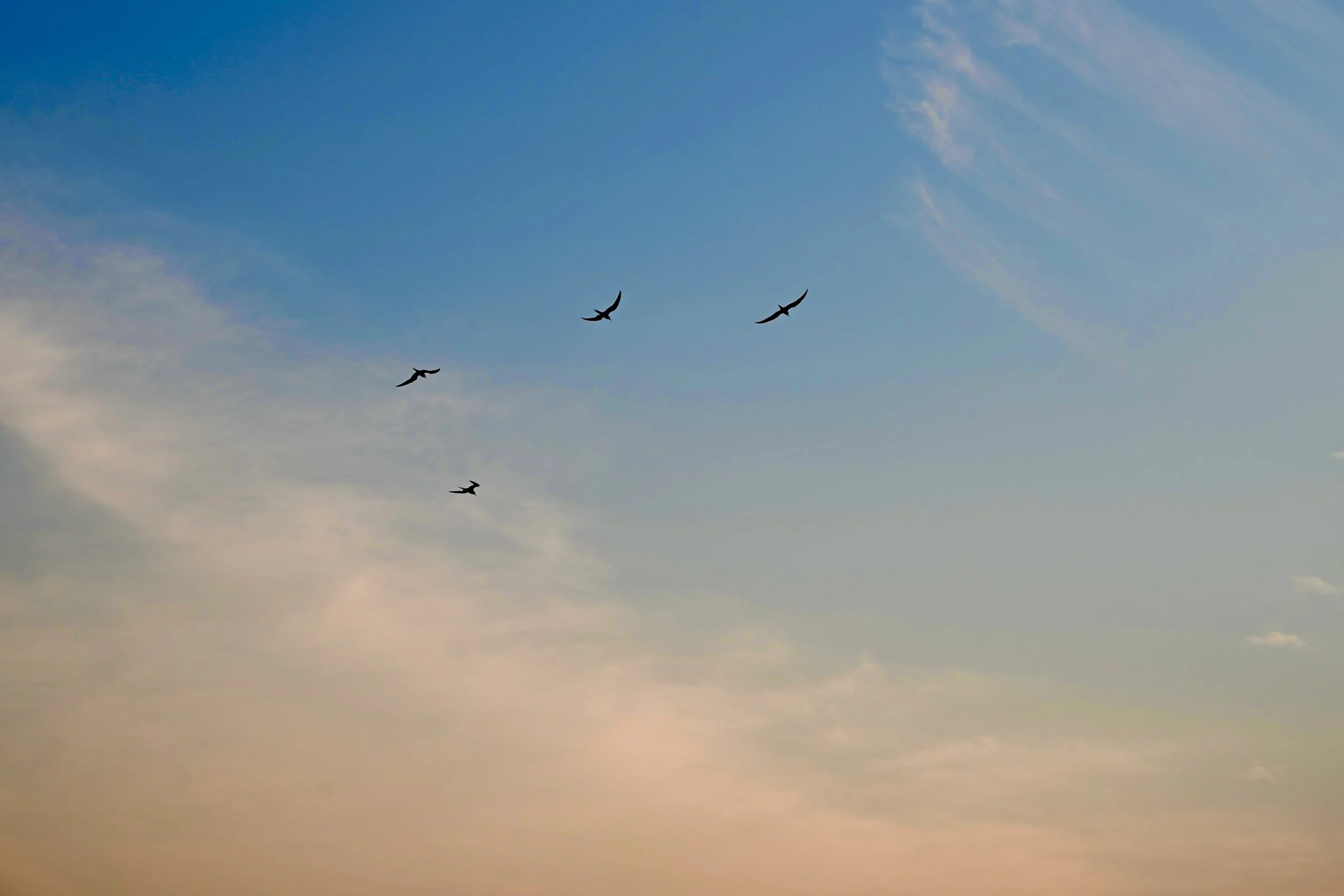 Sky with clouds and five birds flying.