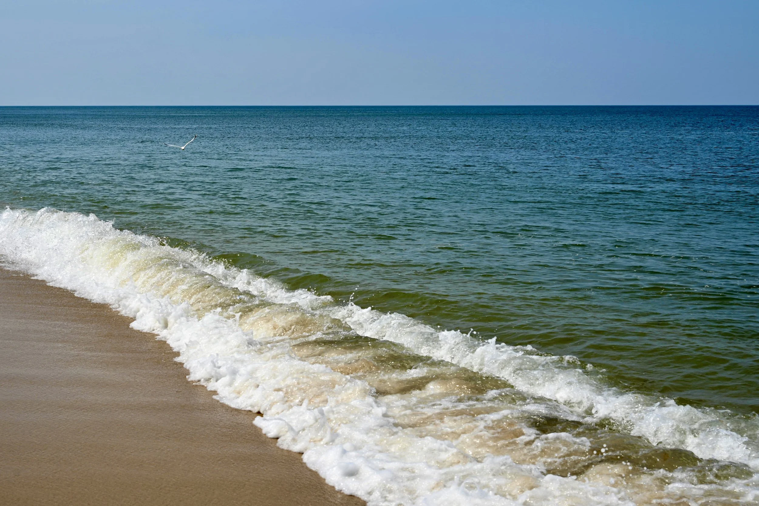 The image shows a peaceful beach scene with gentle waves lapping onto the sandy shore. A seagull is flying over the water against a clear blue sky.