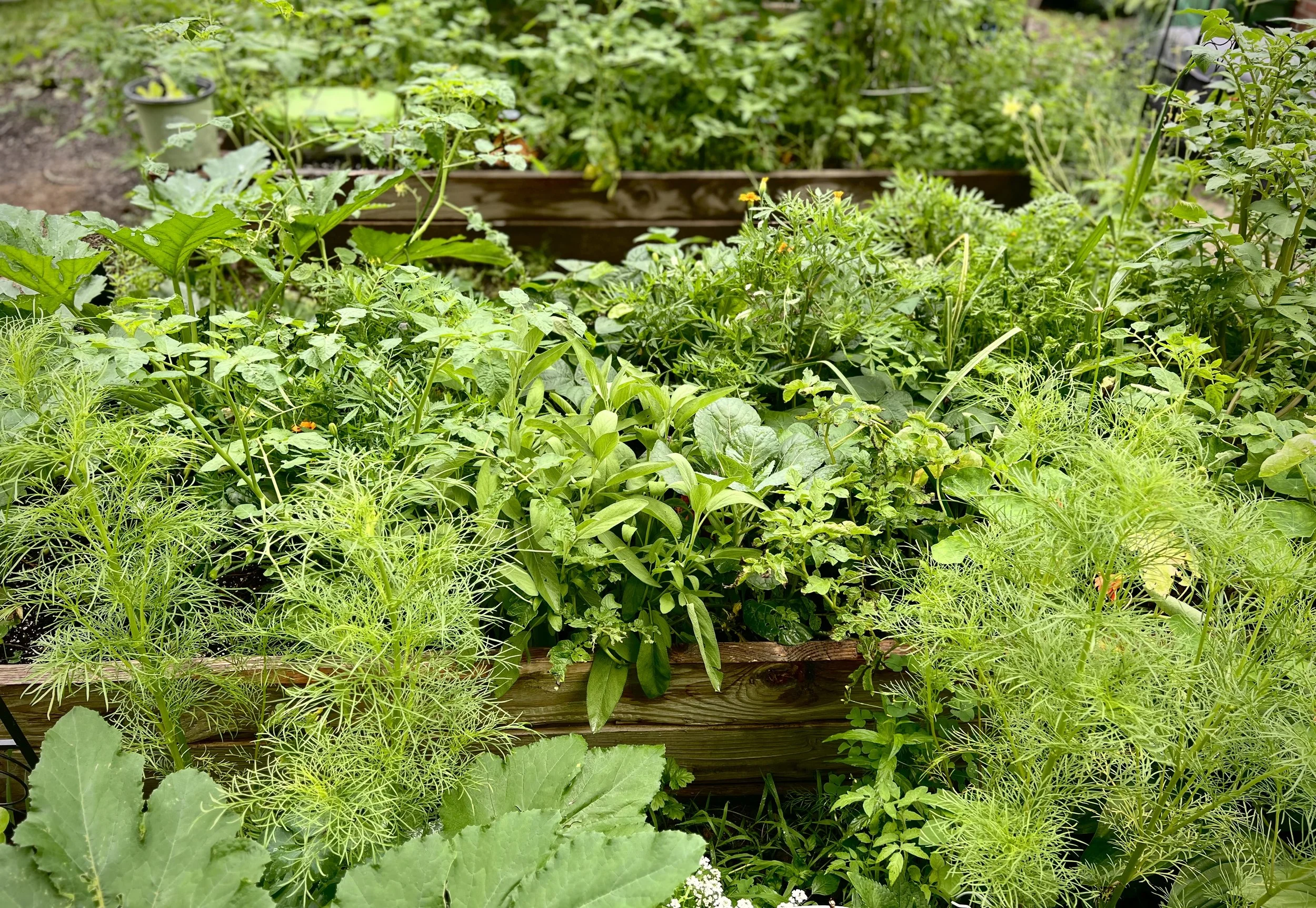 Tannia-Salazar-Garden.jpg