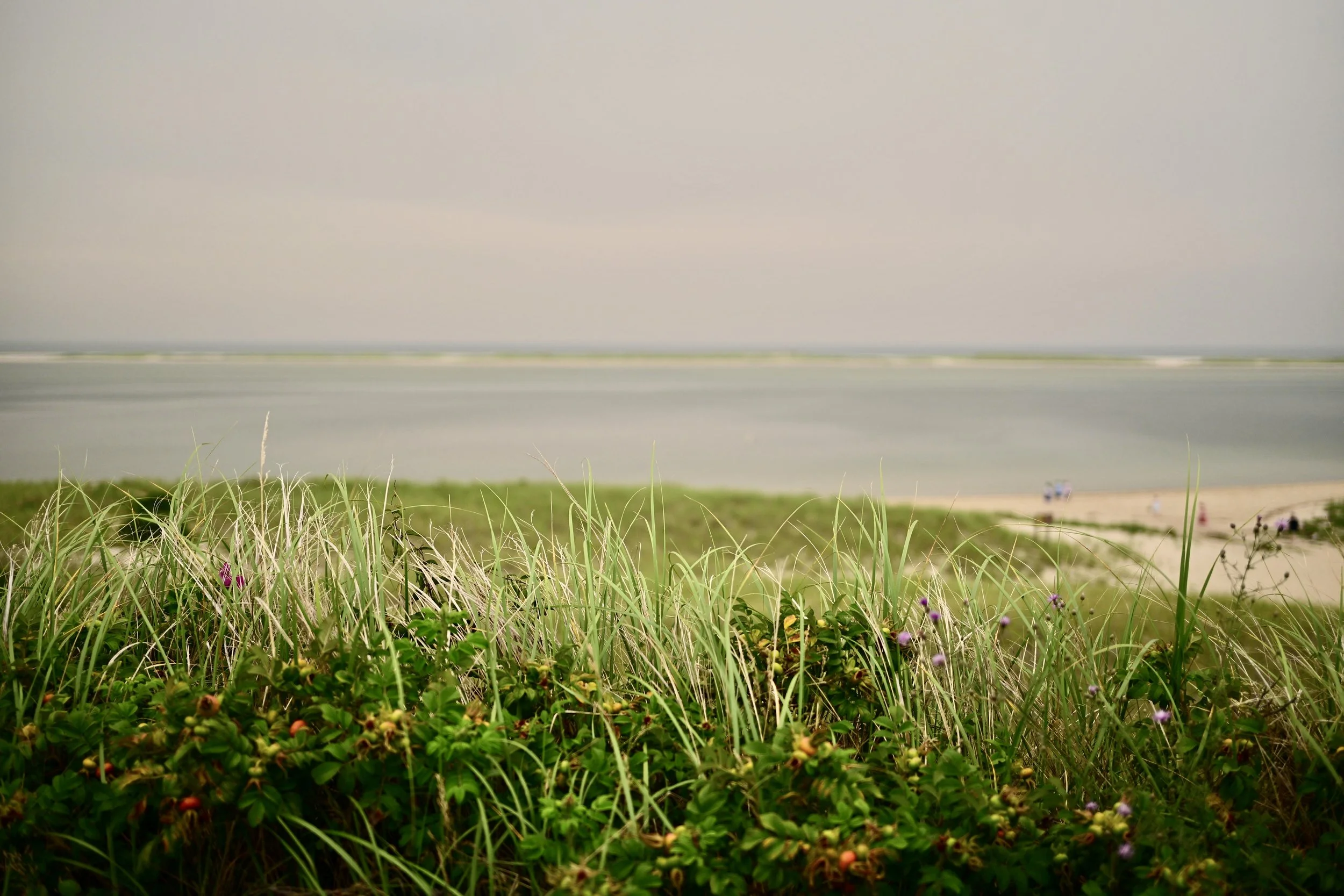 View of tall grass and flowering plants in the foreground with a sandy beach, water, and hazy sky in the background.