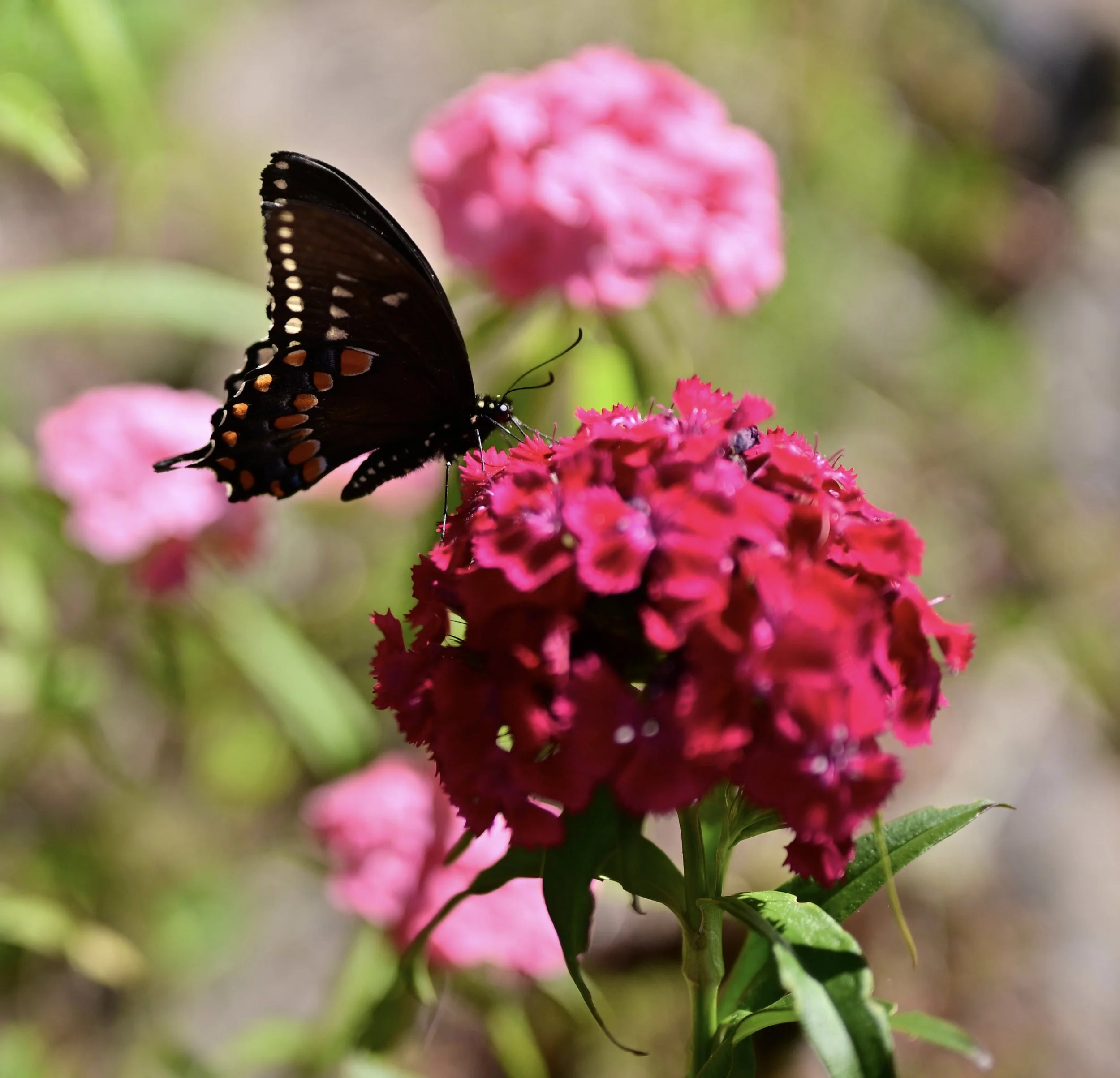 DSC_0303.JPG