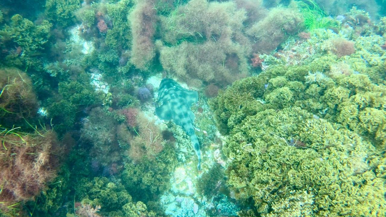 Underwater scene with a camouflaged fish among coral and seaweed.