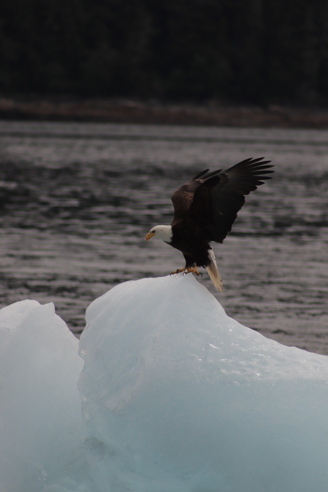 A bald eagle landing on a chunk of ice floating on water.