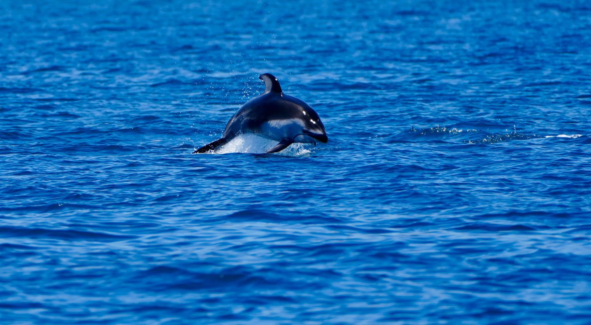 A dolphin jumping out of the blue ocean water.