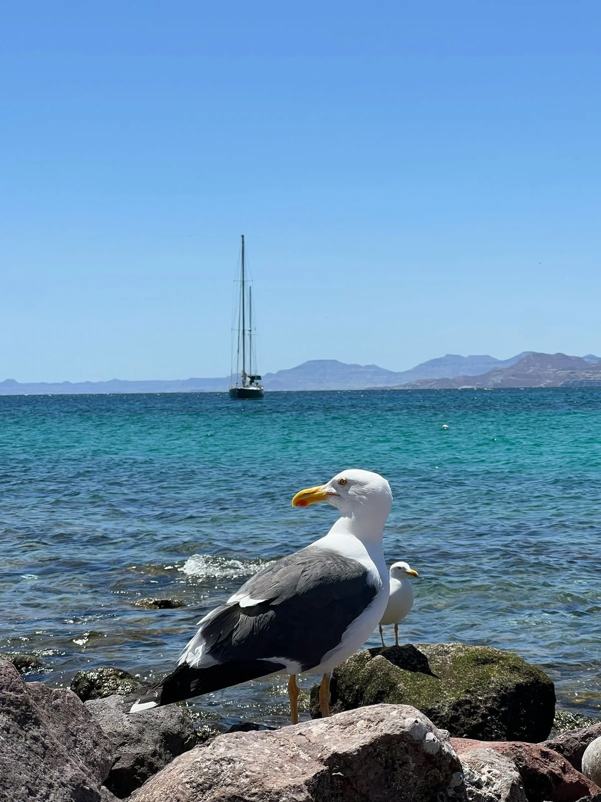 Two seagulls standing on rocks by the ocean with a sailboat and distant hills in the background under a clear blue sky.