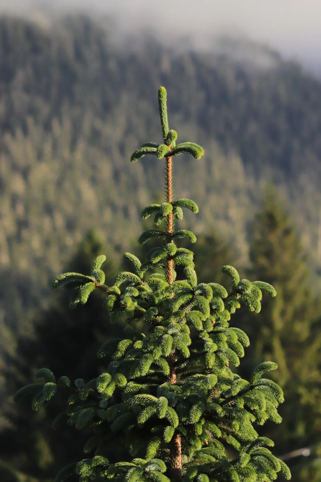 Close-up of a young pine tree with a mountainous landscape and cloudy sky in the background.
