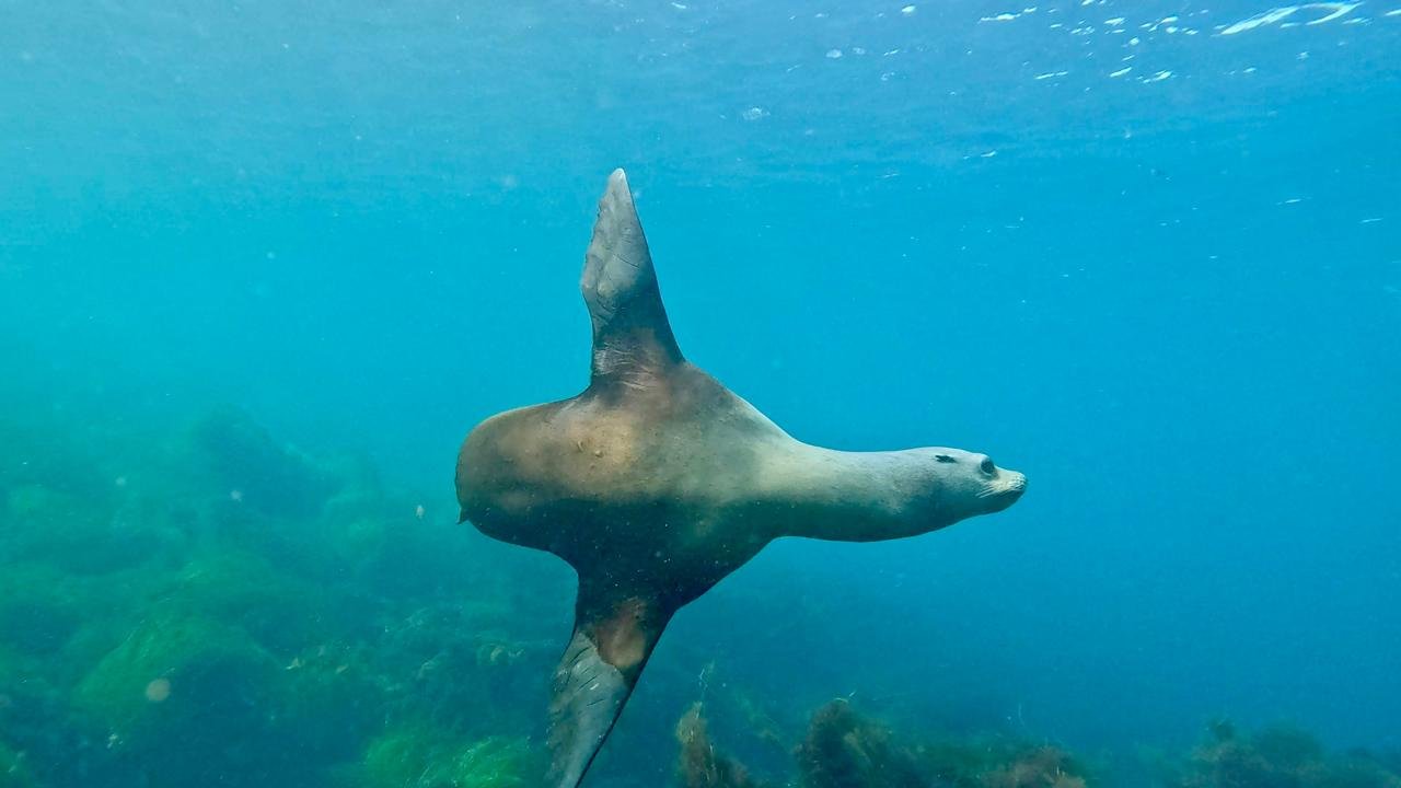 A shark swimming in the ocean.