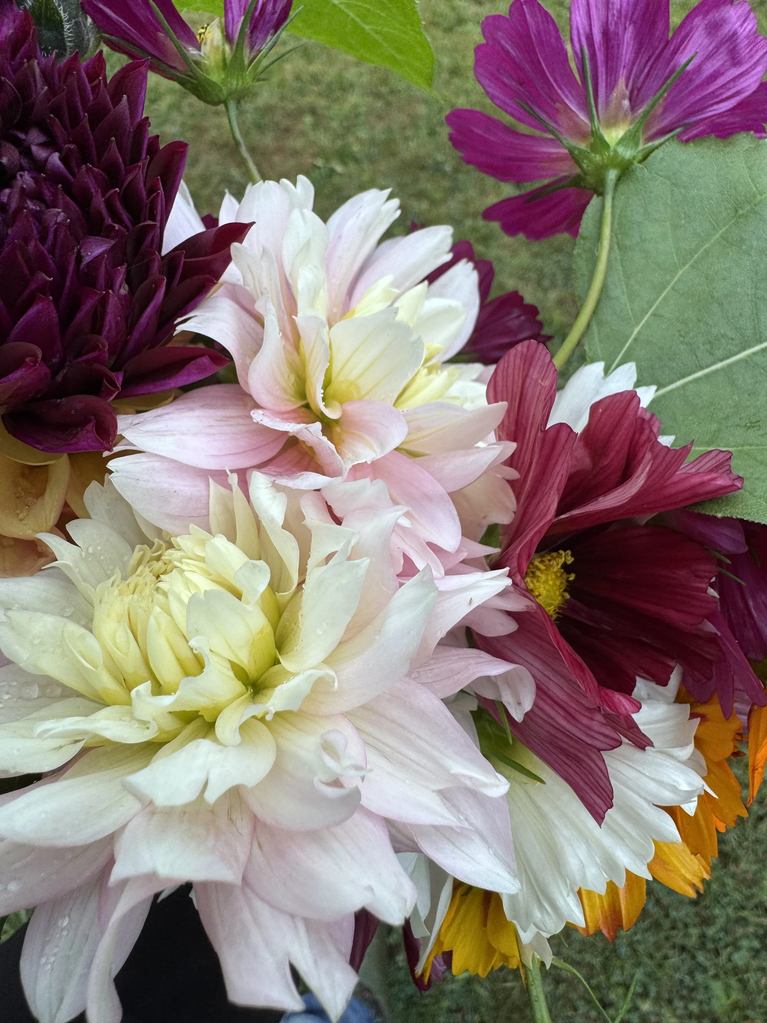 Close-up of a bouquet of multicolored dahlias with shades of white, pink, purple, and orange, on a green outdoor background.