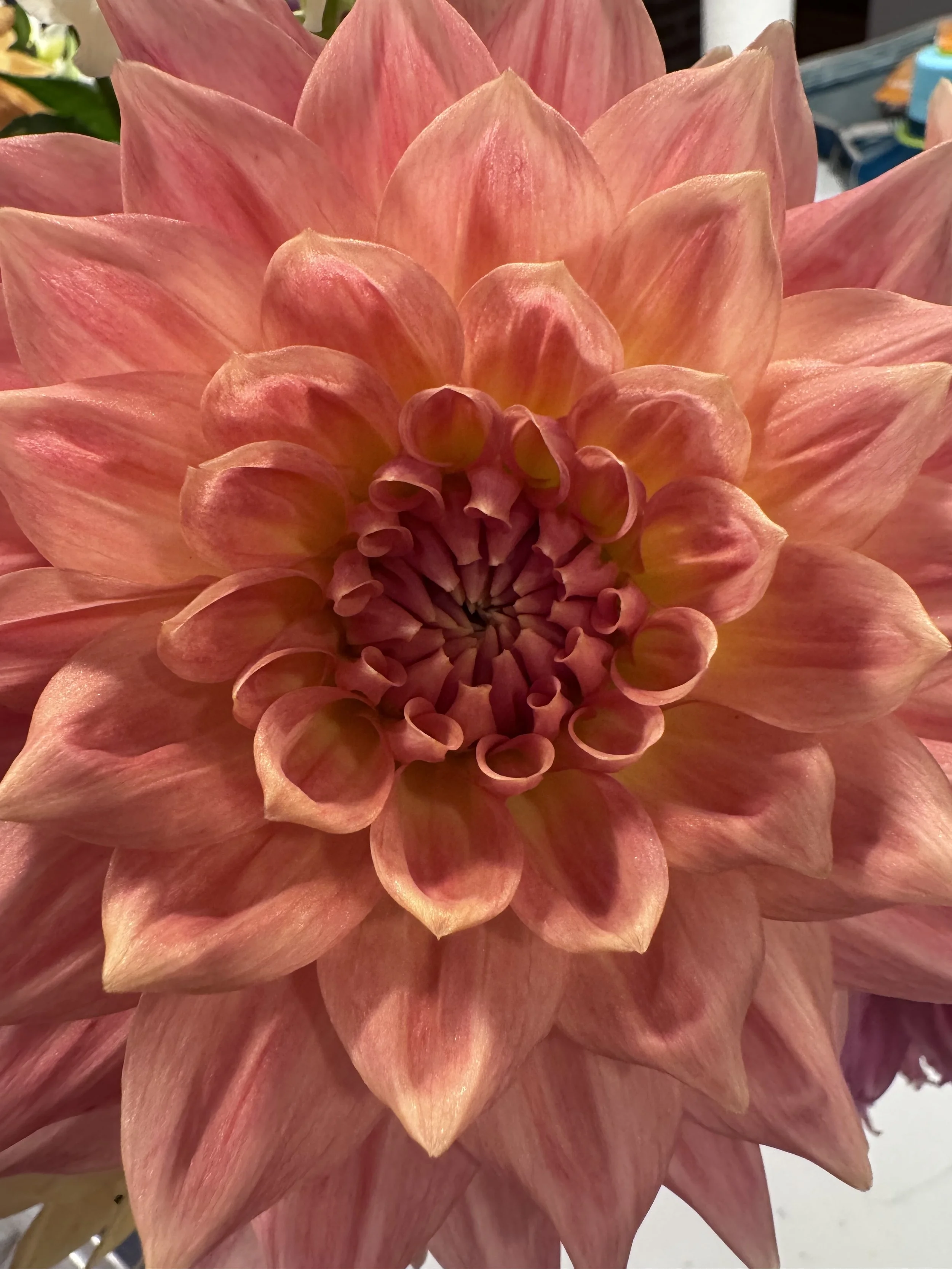 Dahlia