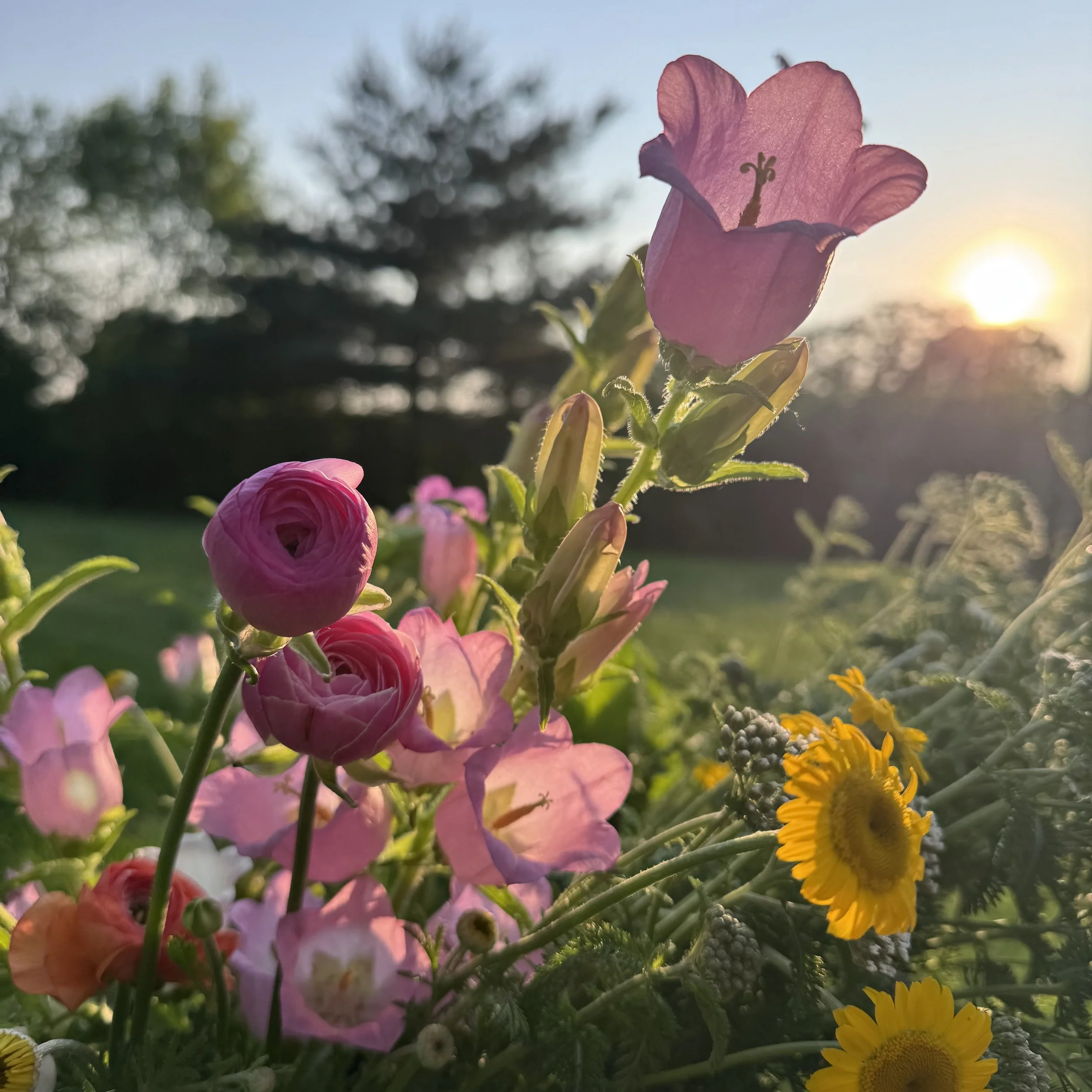 A close-up of pink and yellow flowers illuminated by the setting sun in a garden.