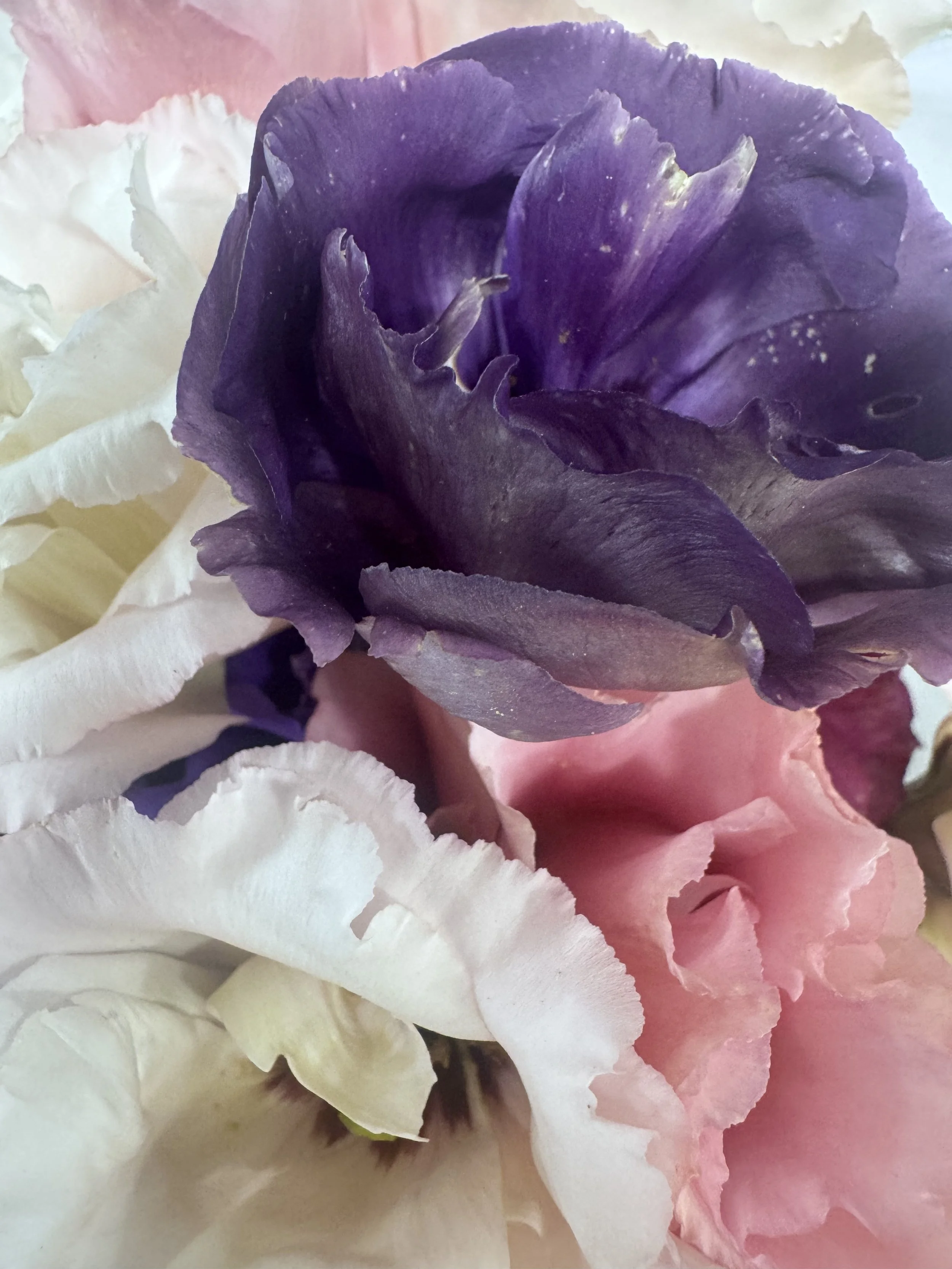 lisianthus