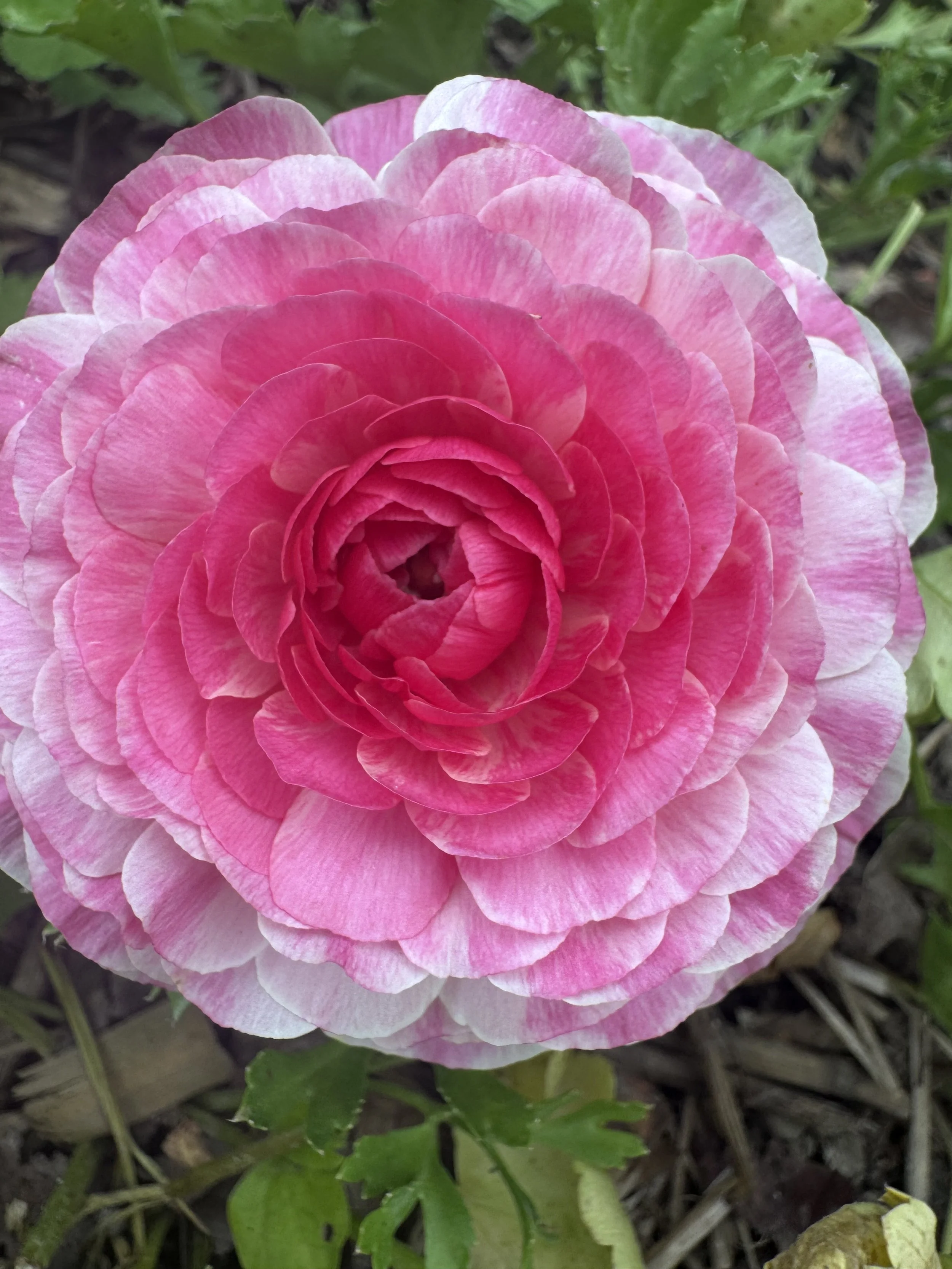 Ranunculus