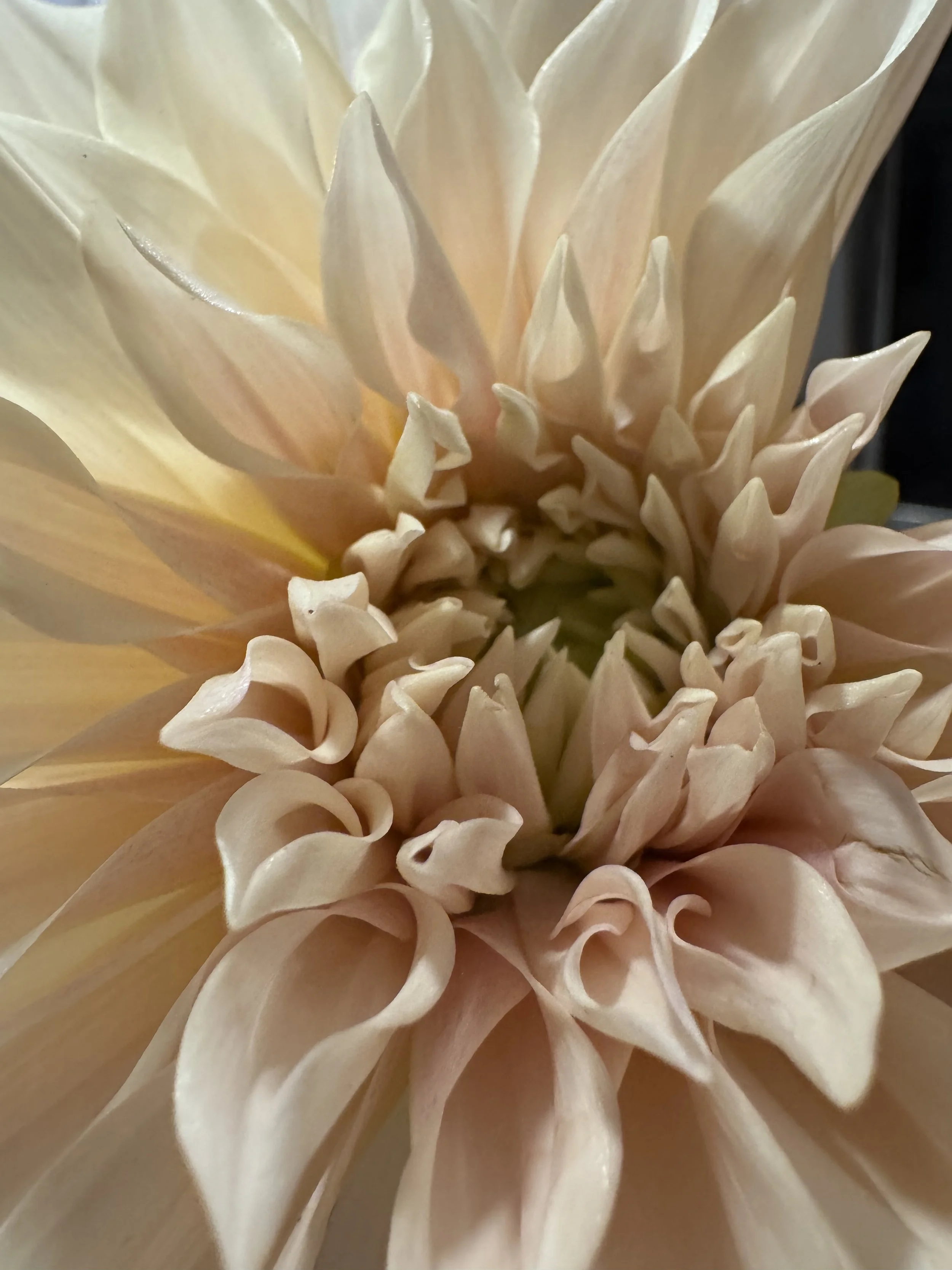 cafe au lait dahlia