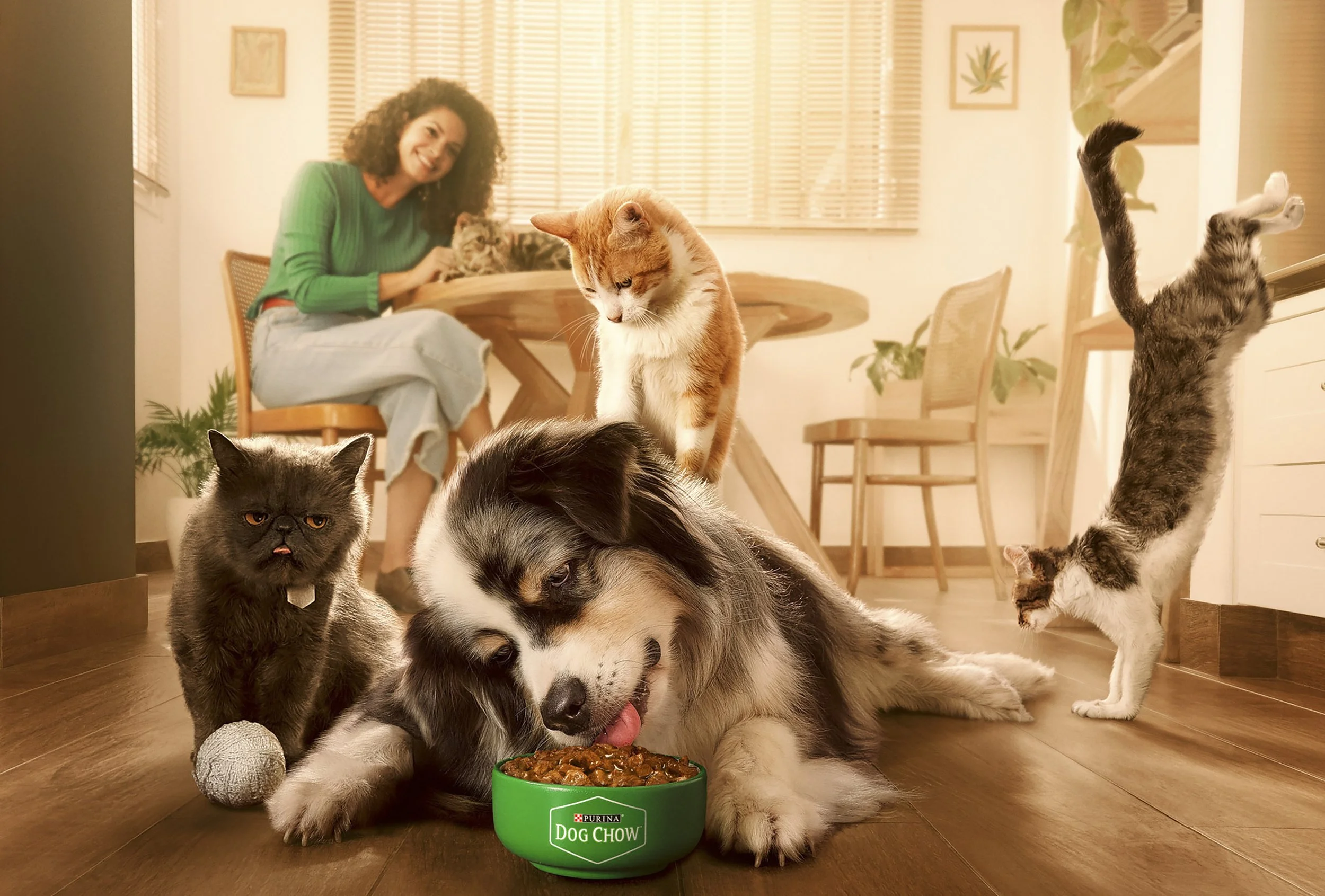 Purina_DogChow_Gatos_Final.JPG
