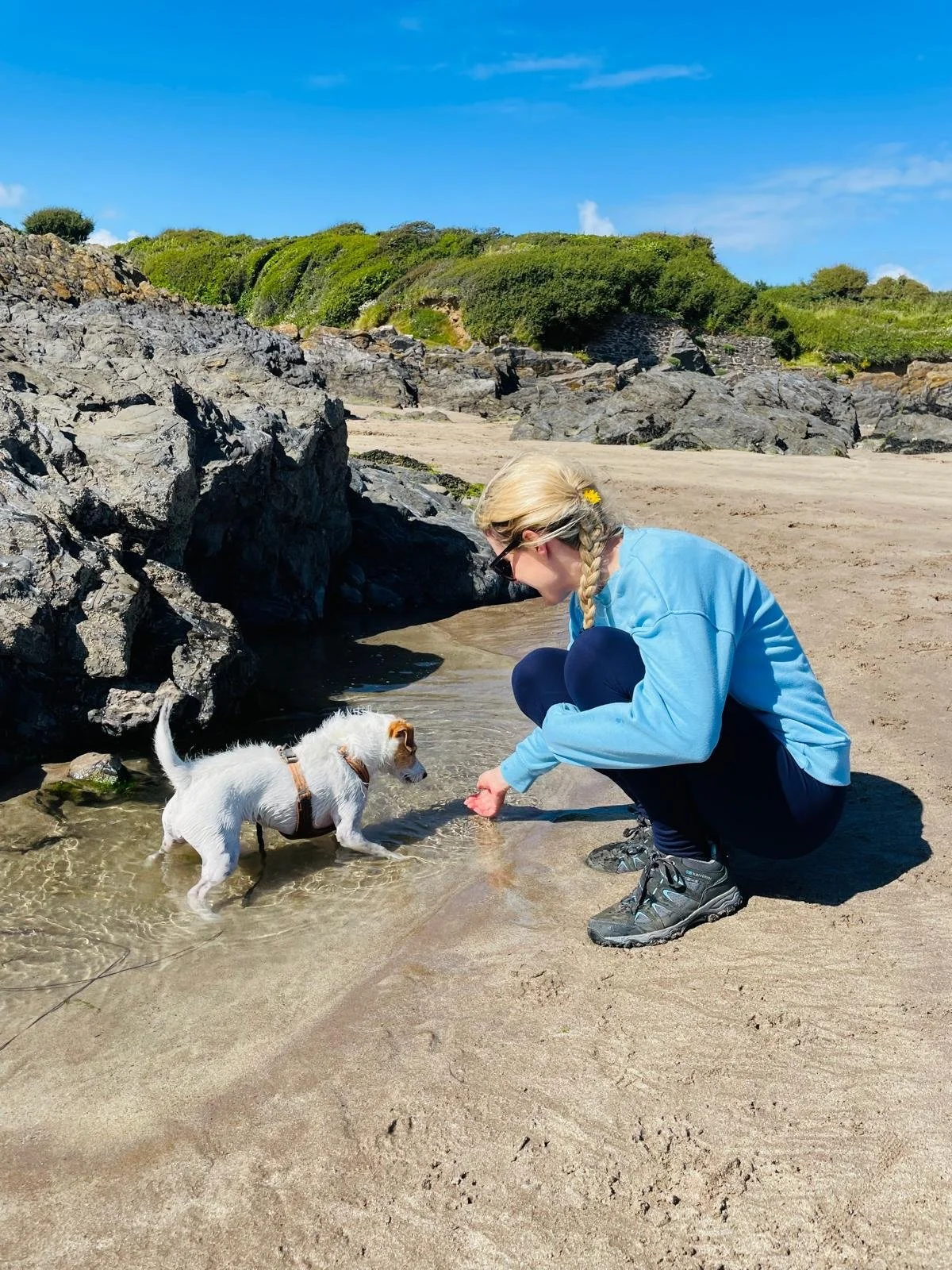 A woman in a blue jacket and black pants crouches on a sandy beach, reaching out to a small white dog with brown markings that is standing in shallow water near rocks. The sky is blue, and there are green bushes and rocks in the background.