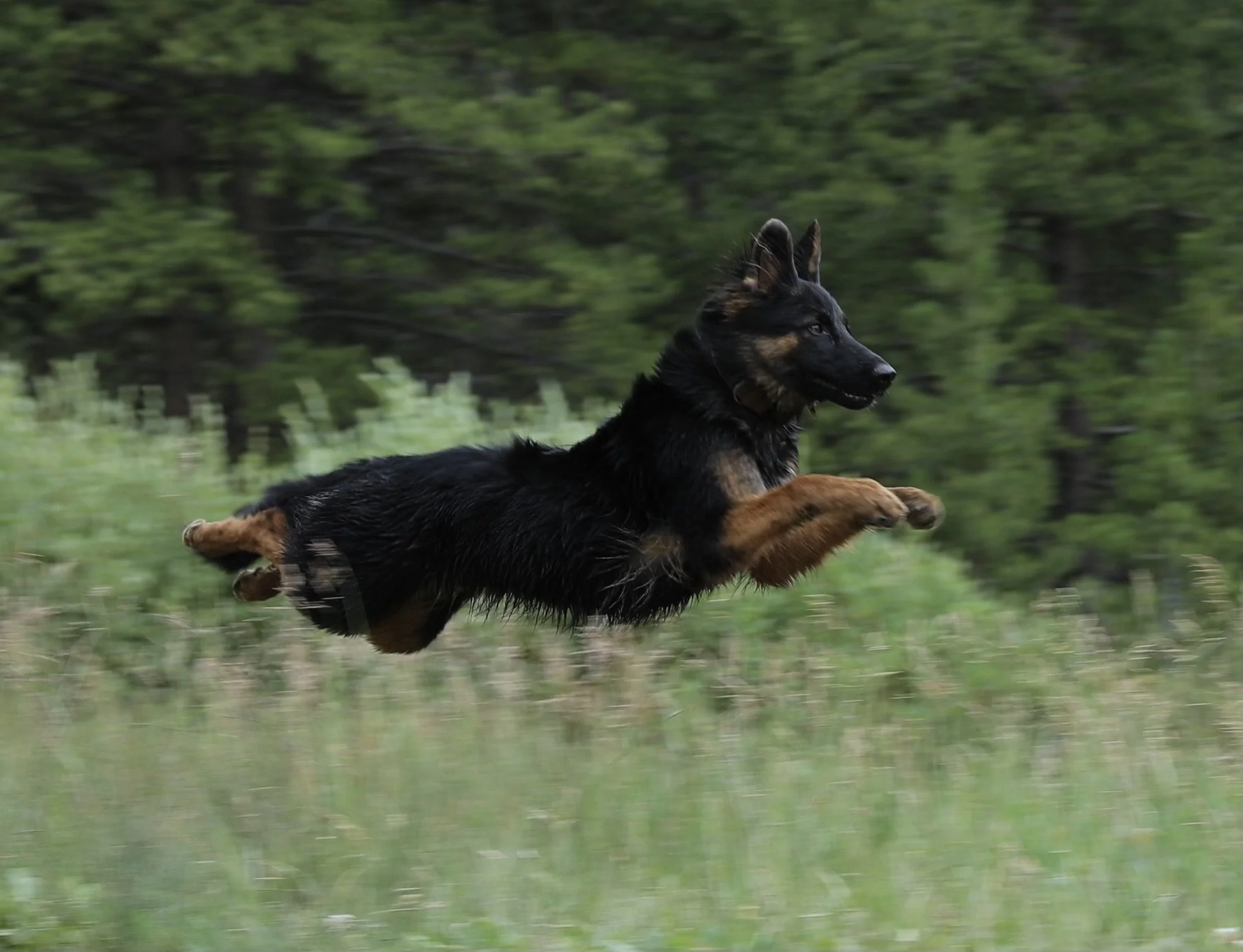 Super Sig - Reference Photo